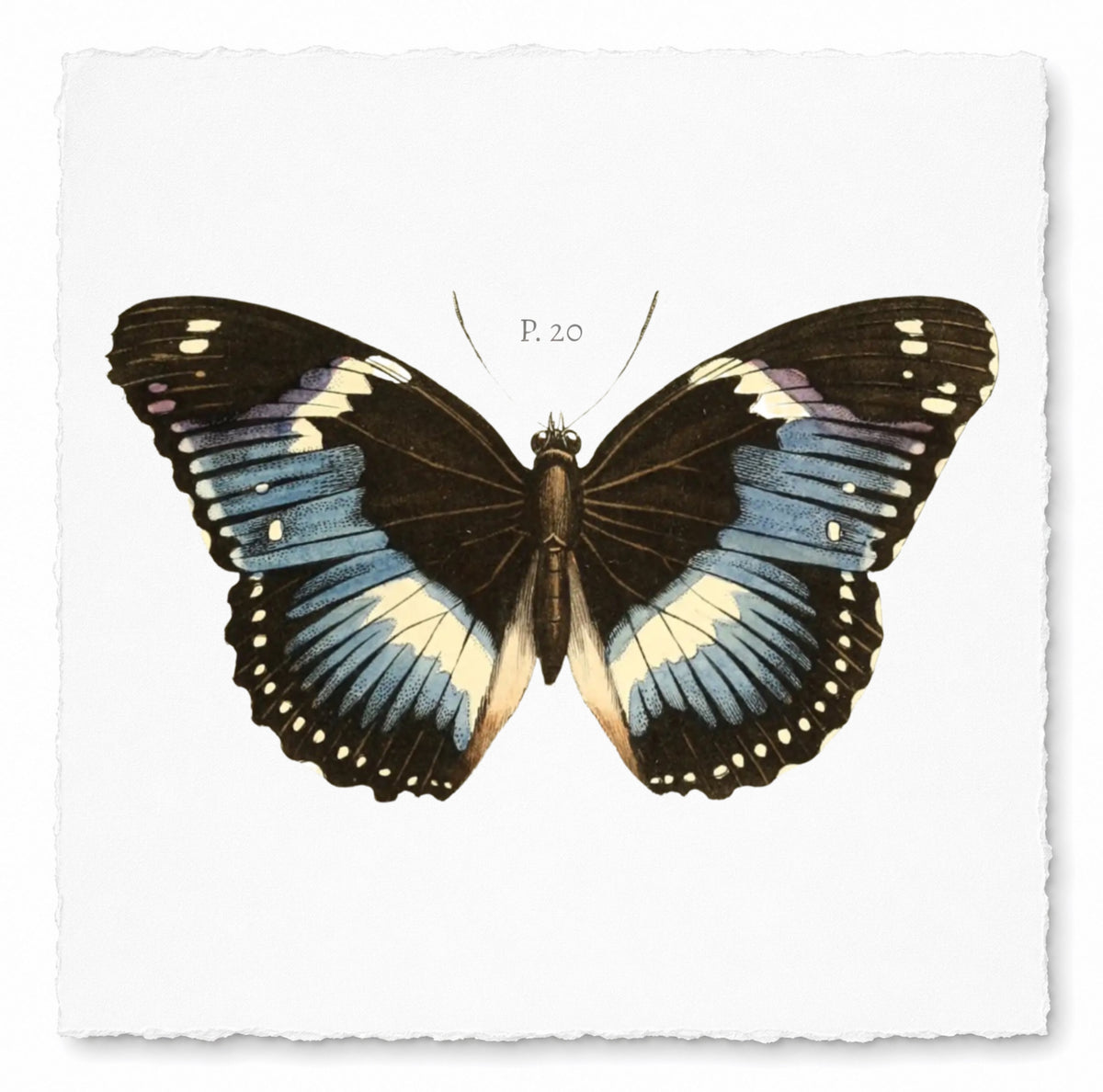 BUTTERFLY SERIES 18