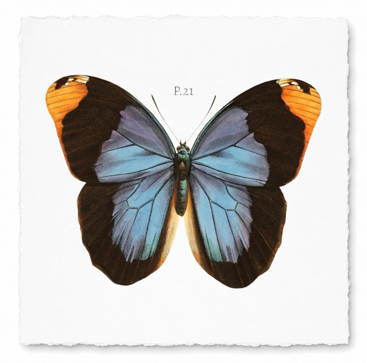 BUTTERFLY SERIES 20