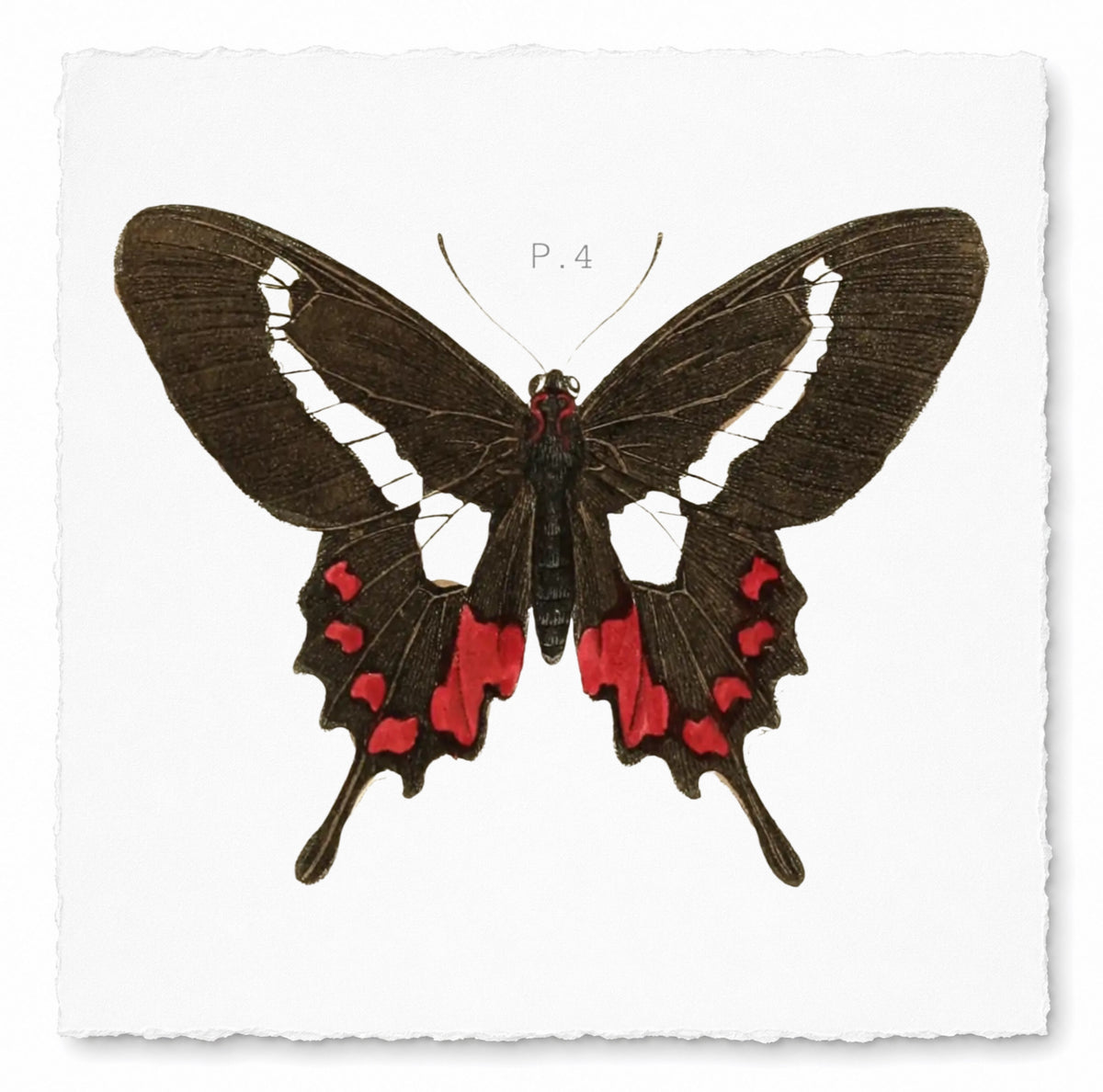 BUTTERFLY SERIES 24