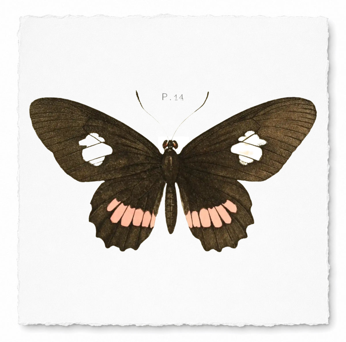 BUTTERFLY SERIES 26