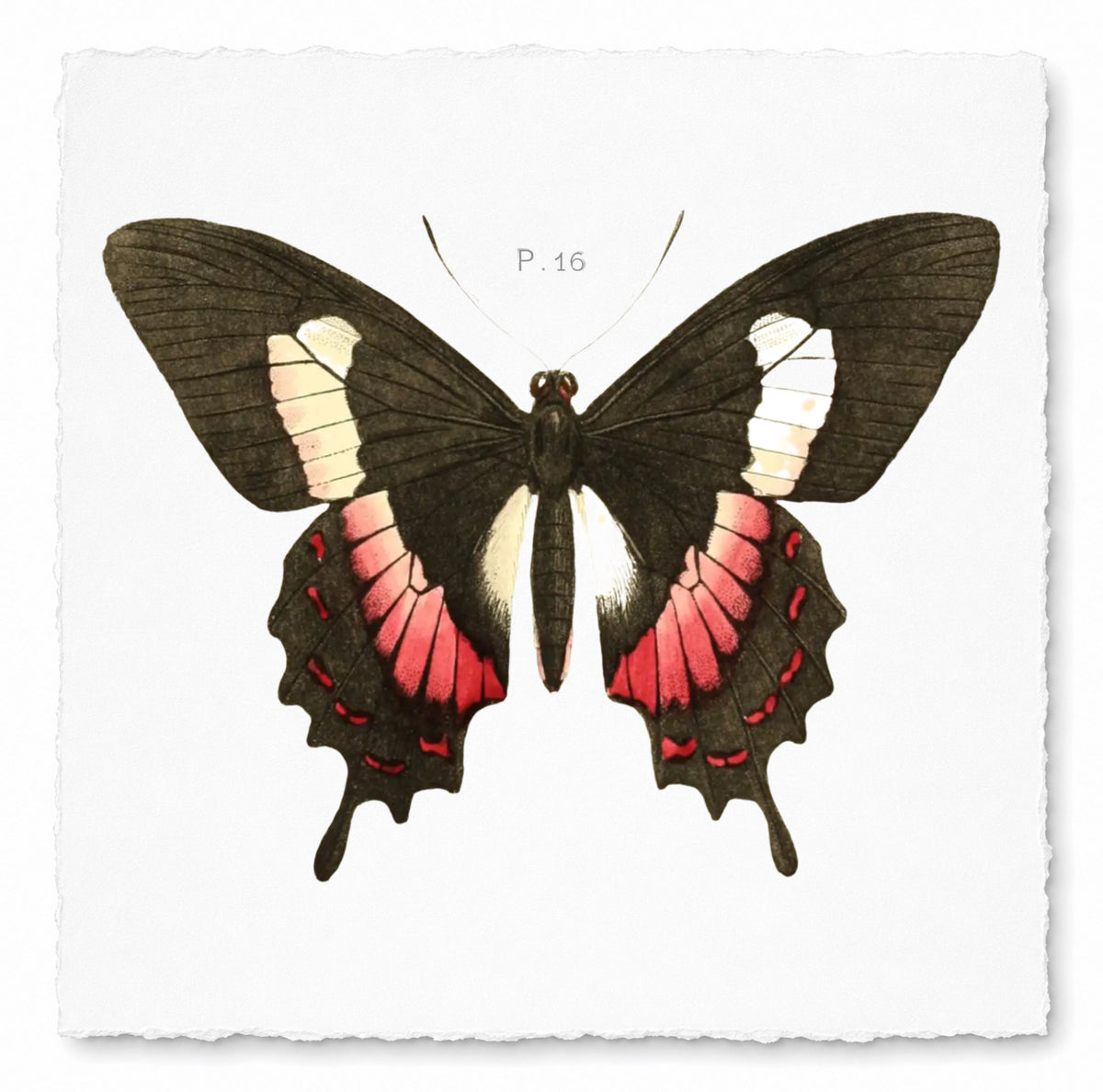 BUTTERFLY SERIES 27