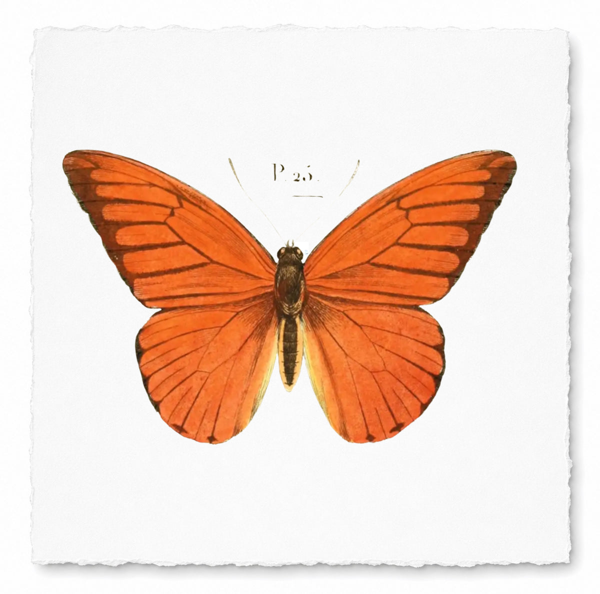 BUTTERFLY SERIES 29