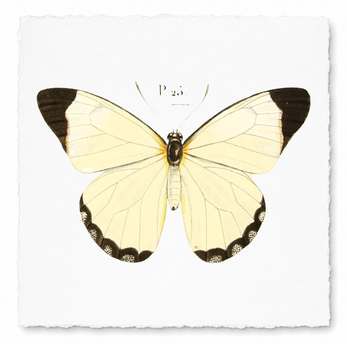 BUTTERFLY SERIES 30