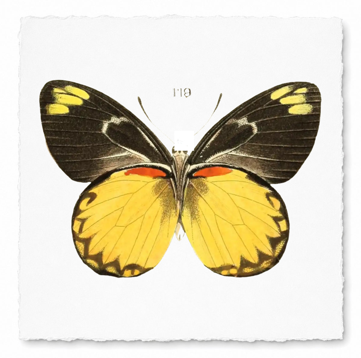 BUTTERFLY SERIES 32