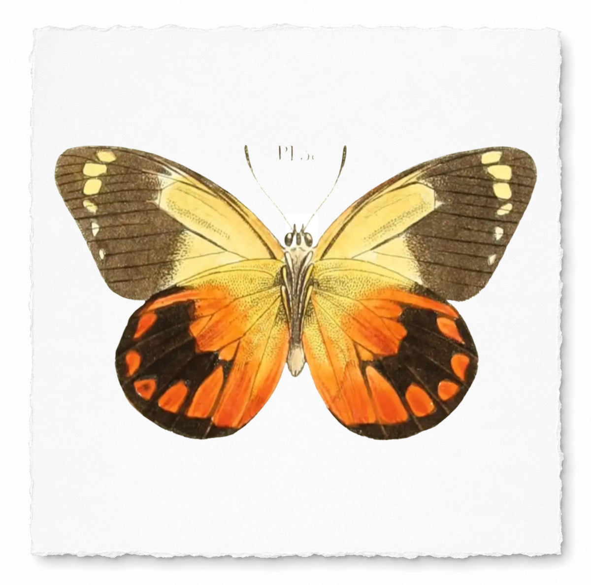 BUTTERFLY SERIES 33
