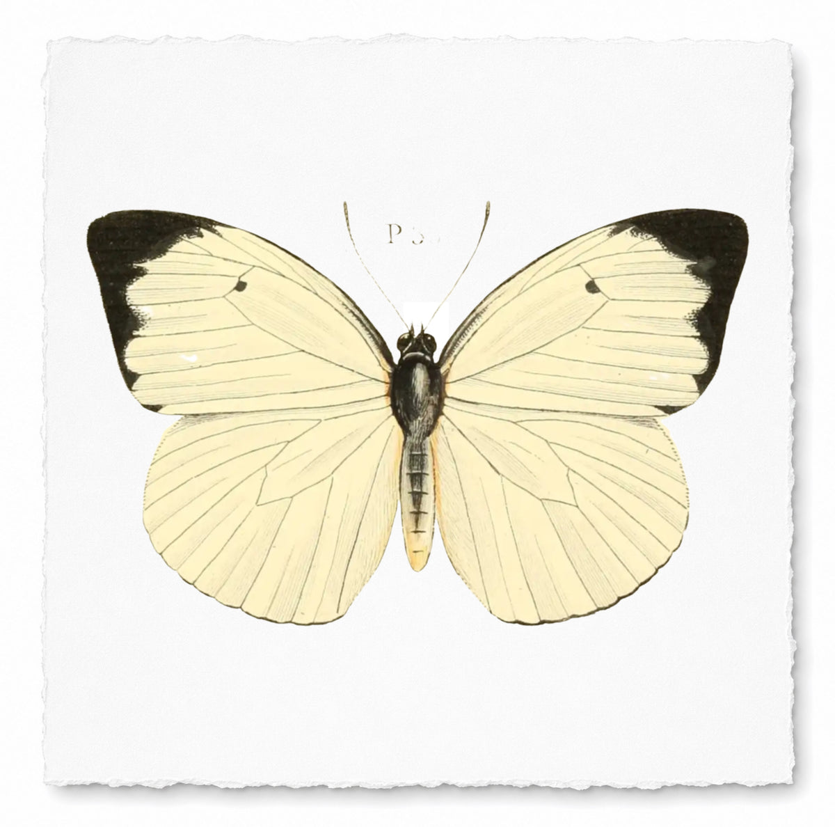 BUTTERFLY SERIES 34