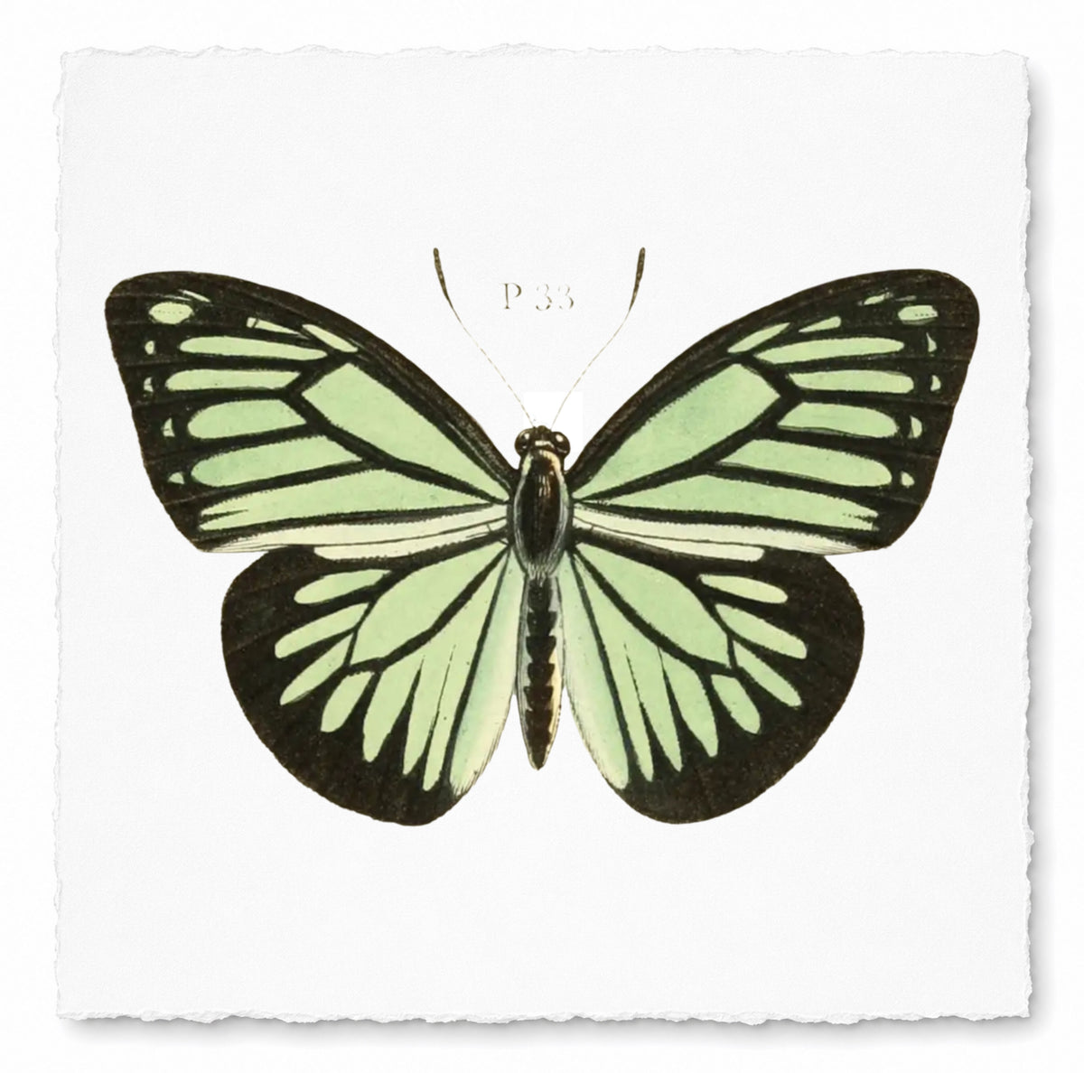 BUTTERFLY SERIES 35
