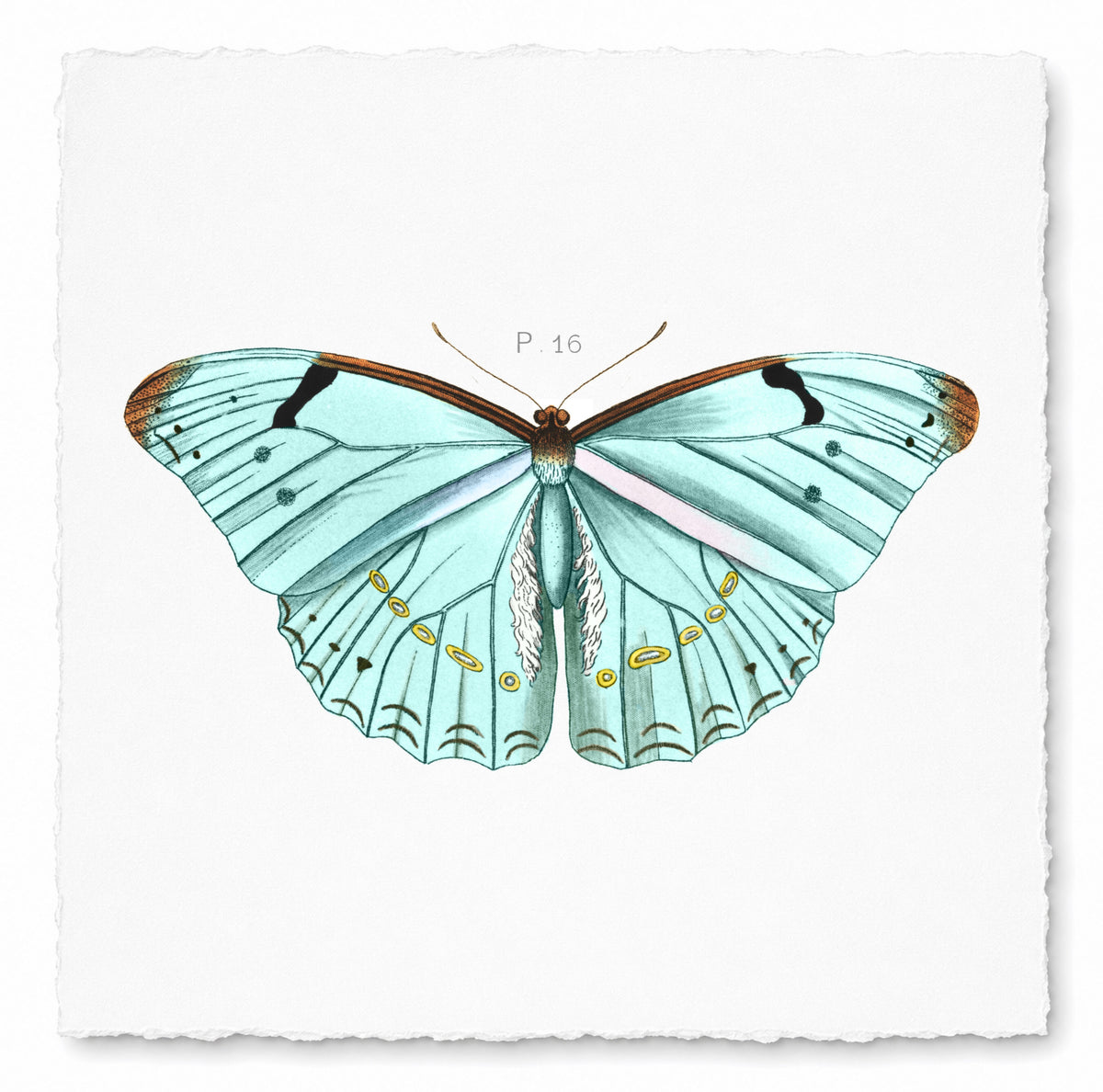 BUTTERFLY SERIES 37