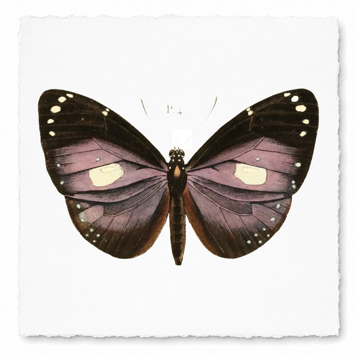 BUTTERFLY SERIES 38