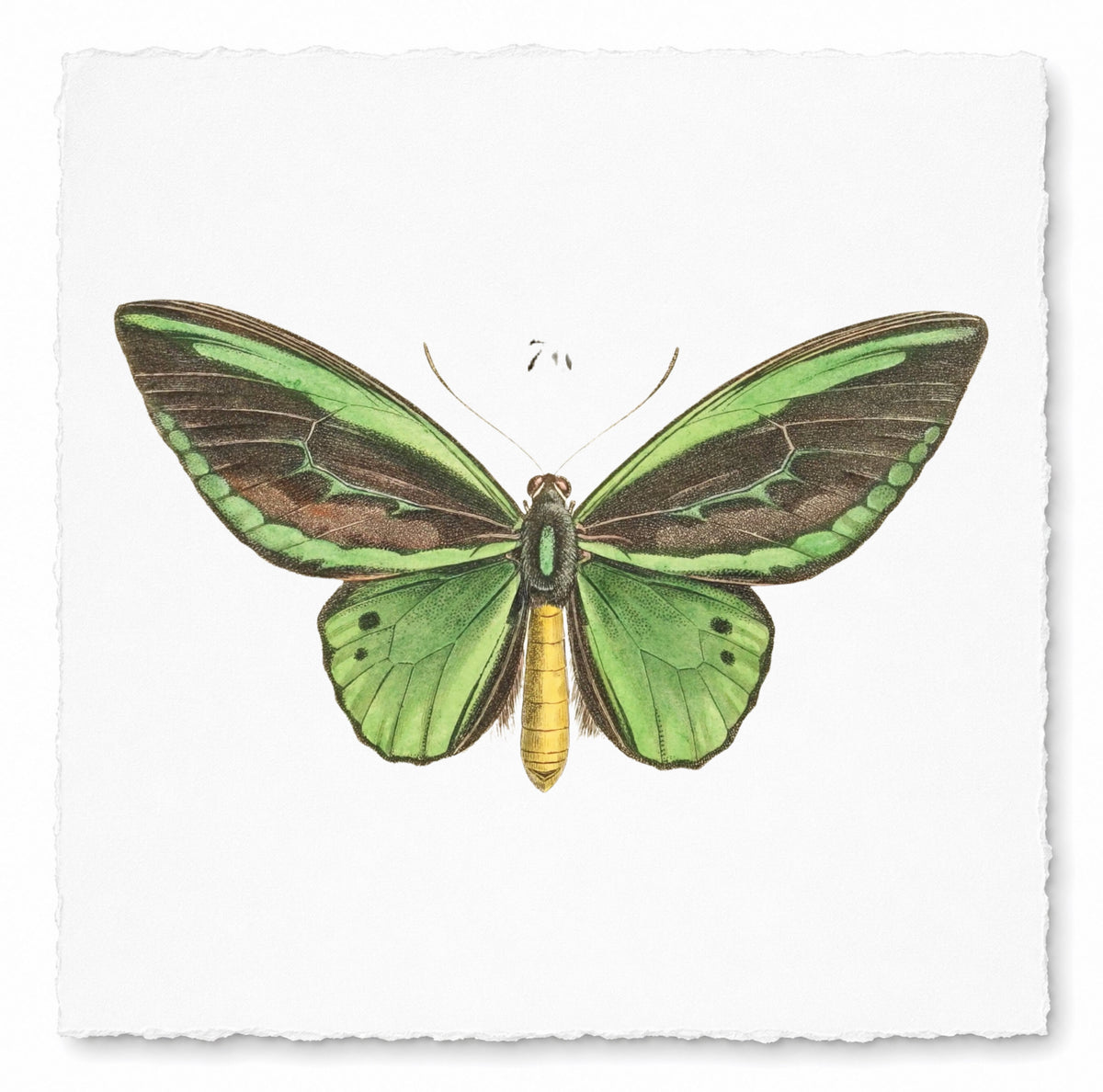 BUTTERFLY SERIES 3
