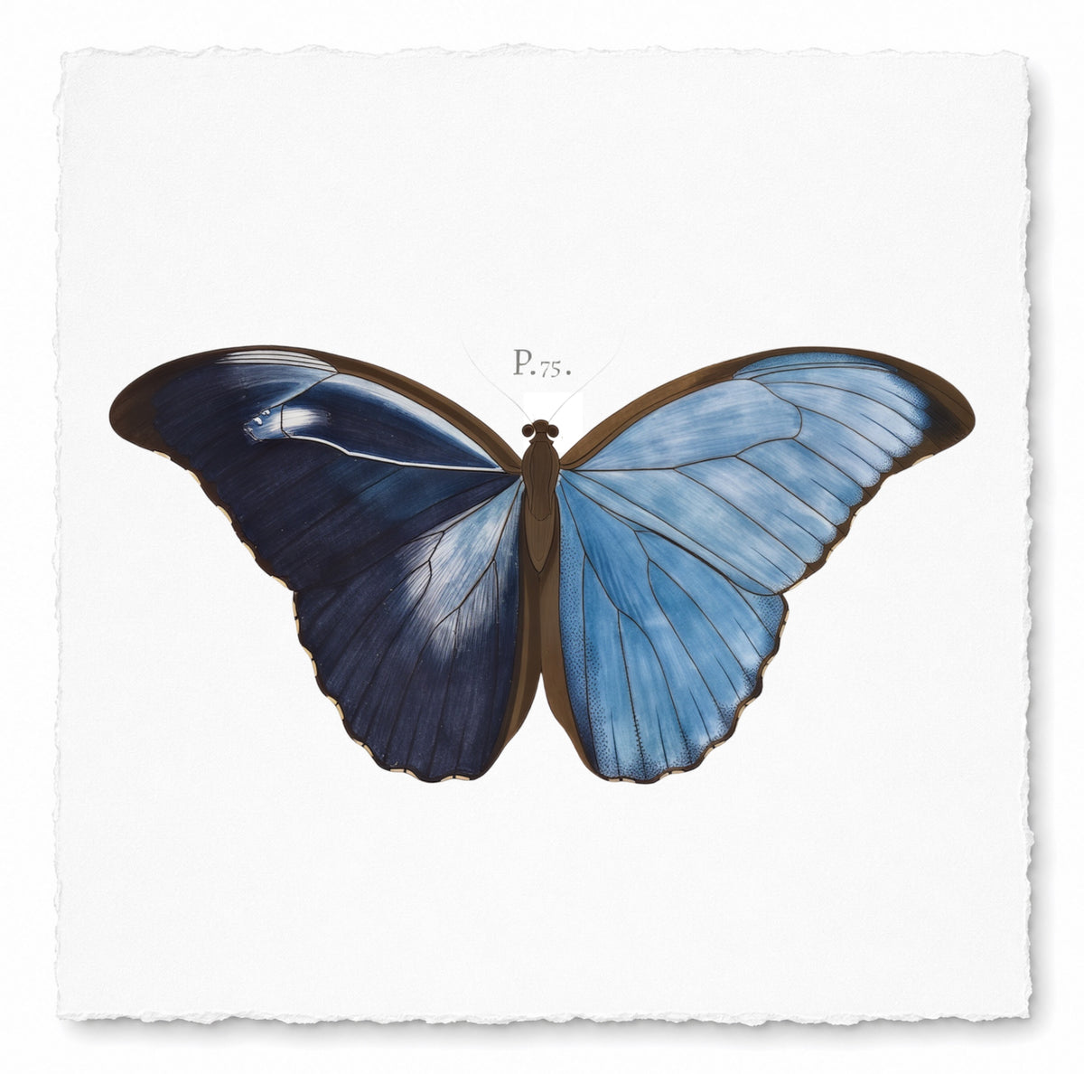 BUTTERFLY SERIES 40
