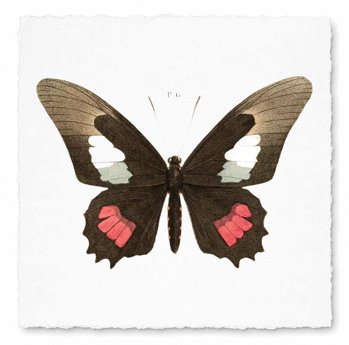 BUTTERFLY SERIES 4