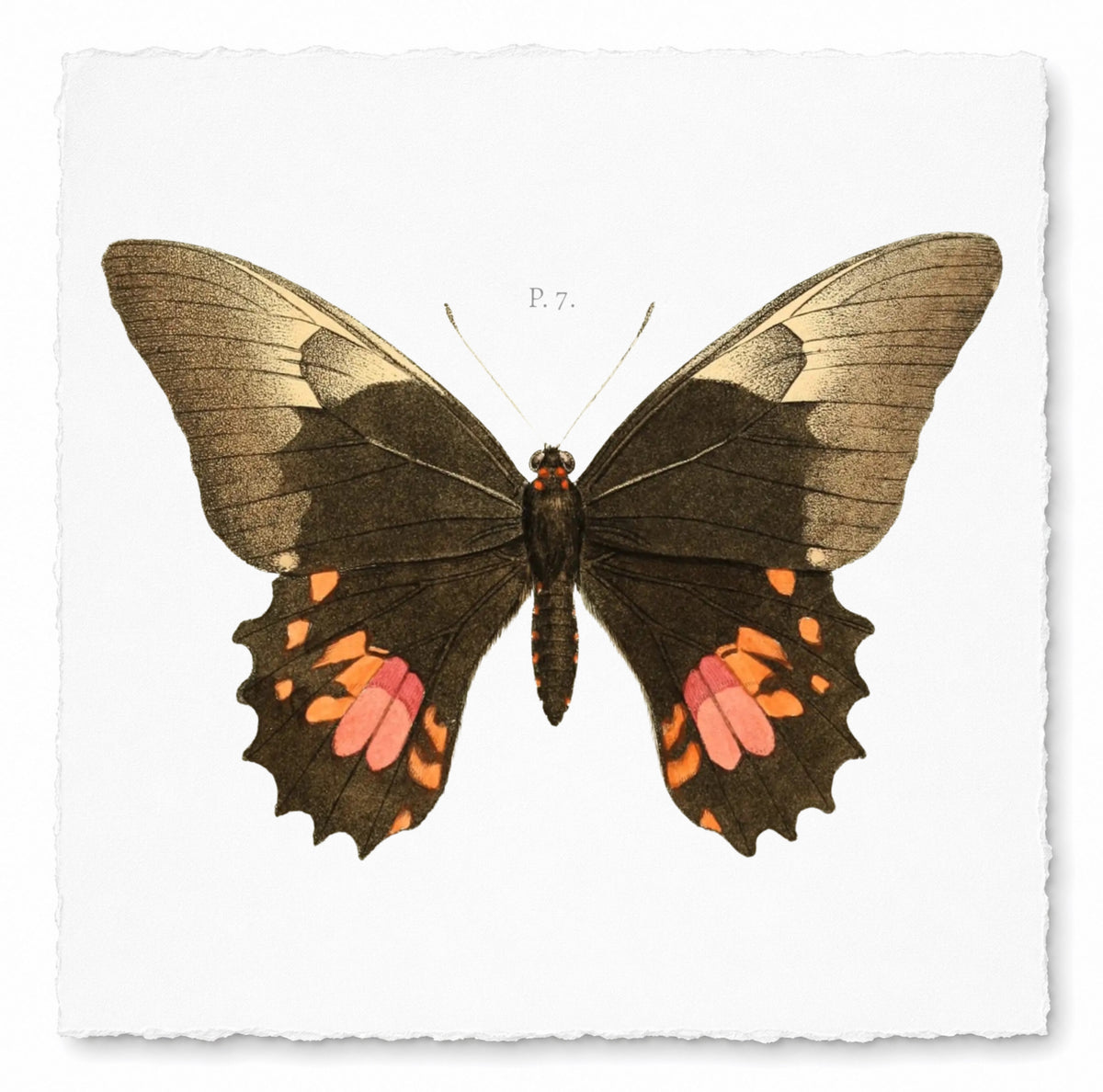 BUTTERFLY SERIES 6