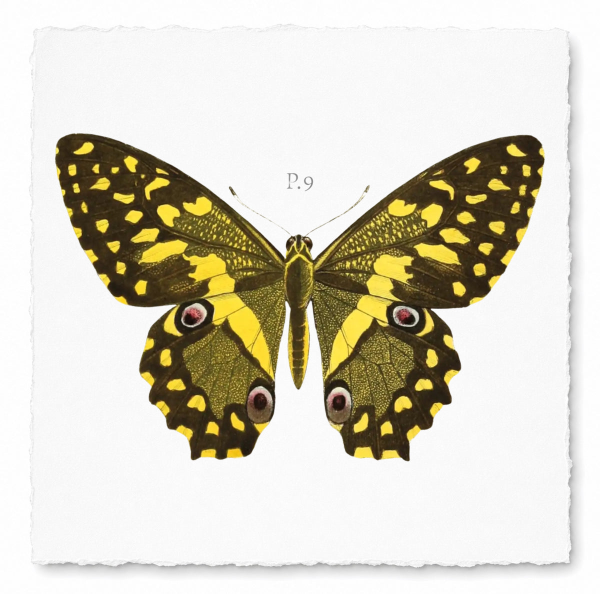 BUTTERFLY SERIES 8