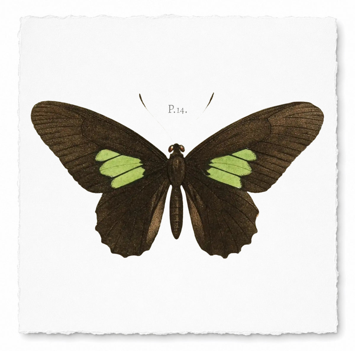 BUTTERFLY SERIES 9