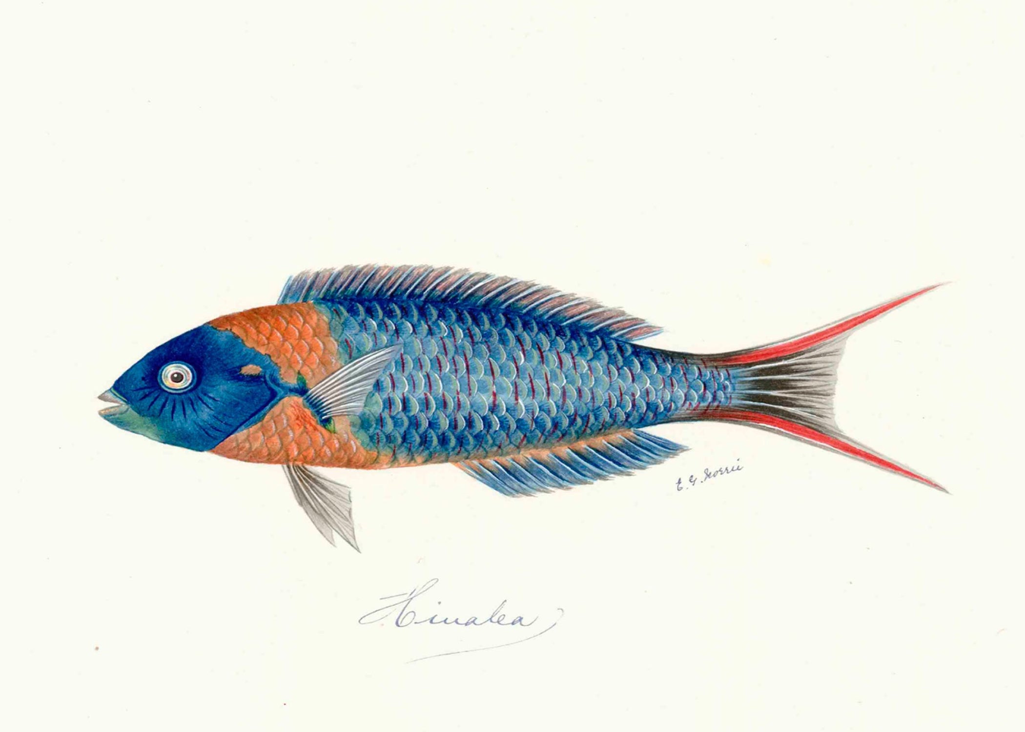 POLYNESIAN FISH 1