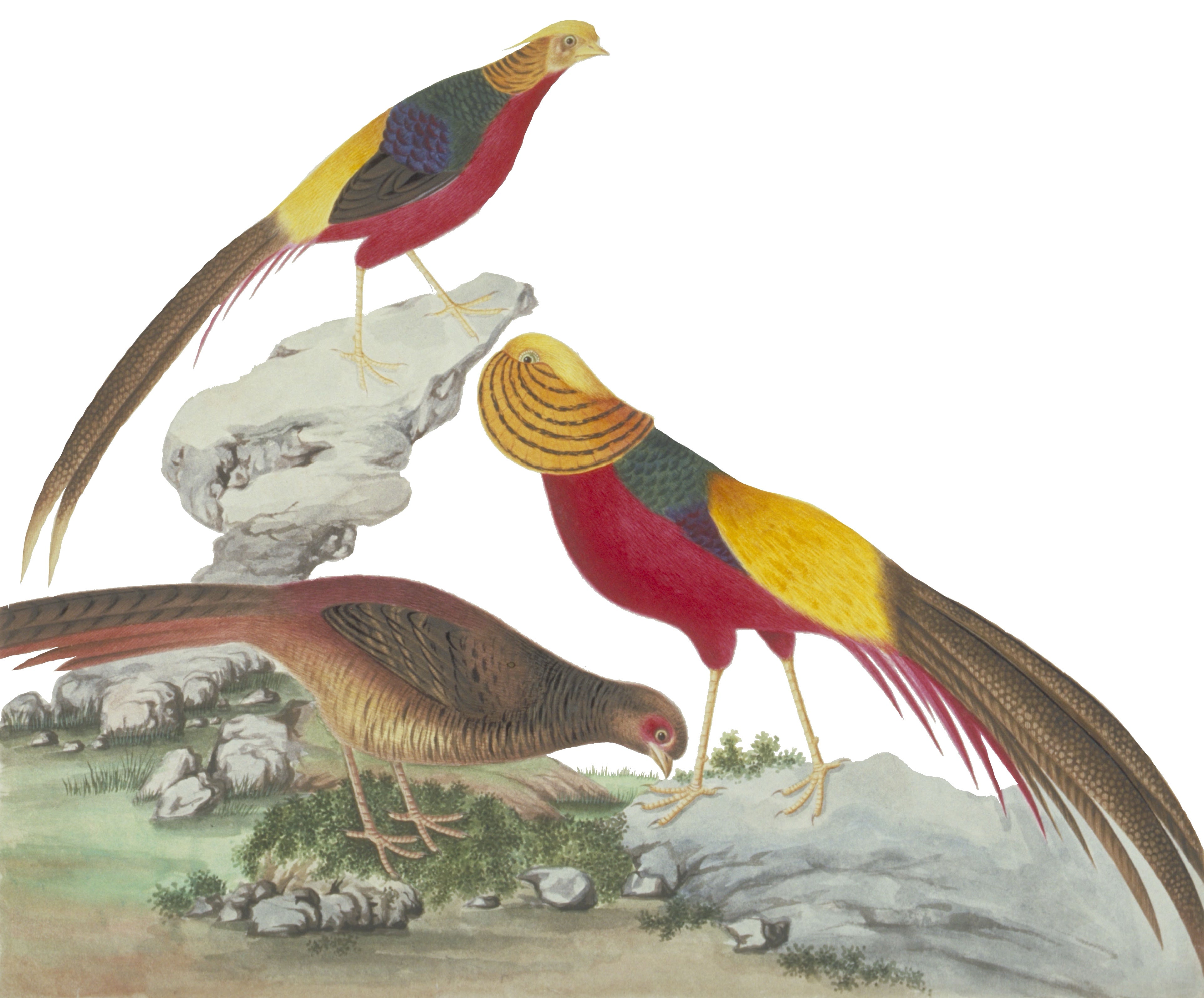 CHINESE BIRD 12