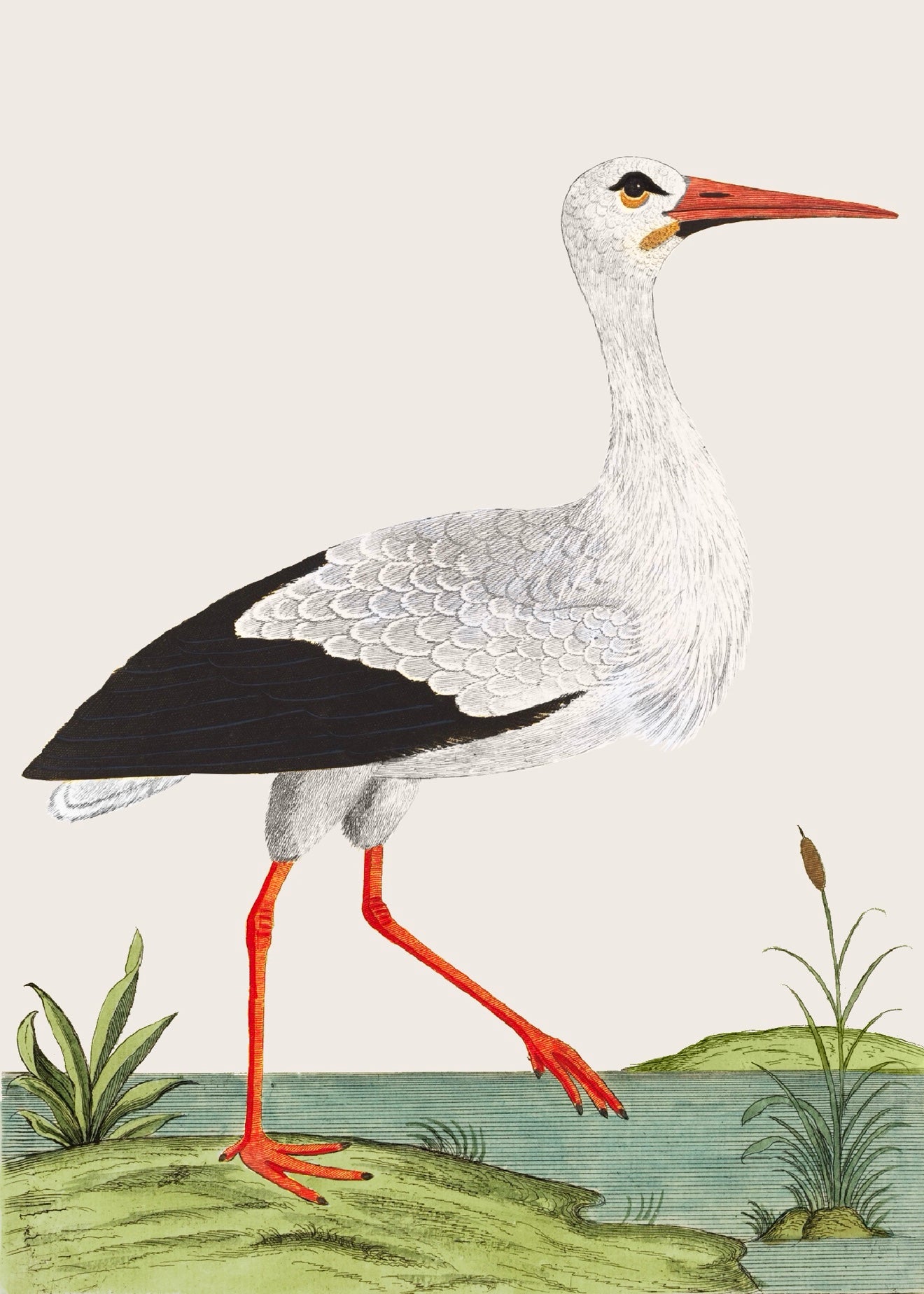AQUATIC BIRD 3