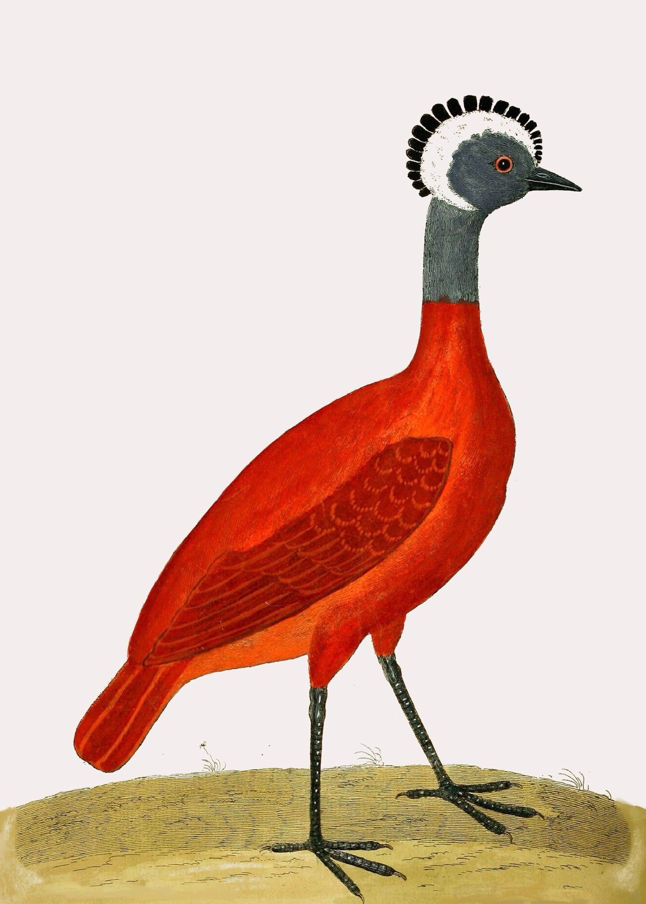AQUATIC BIRD 4
