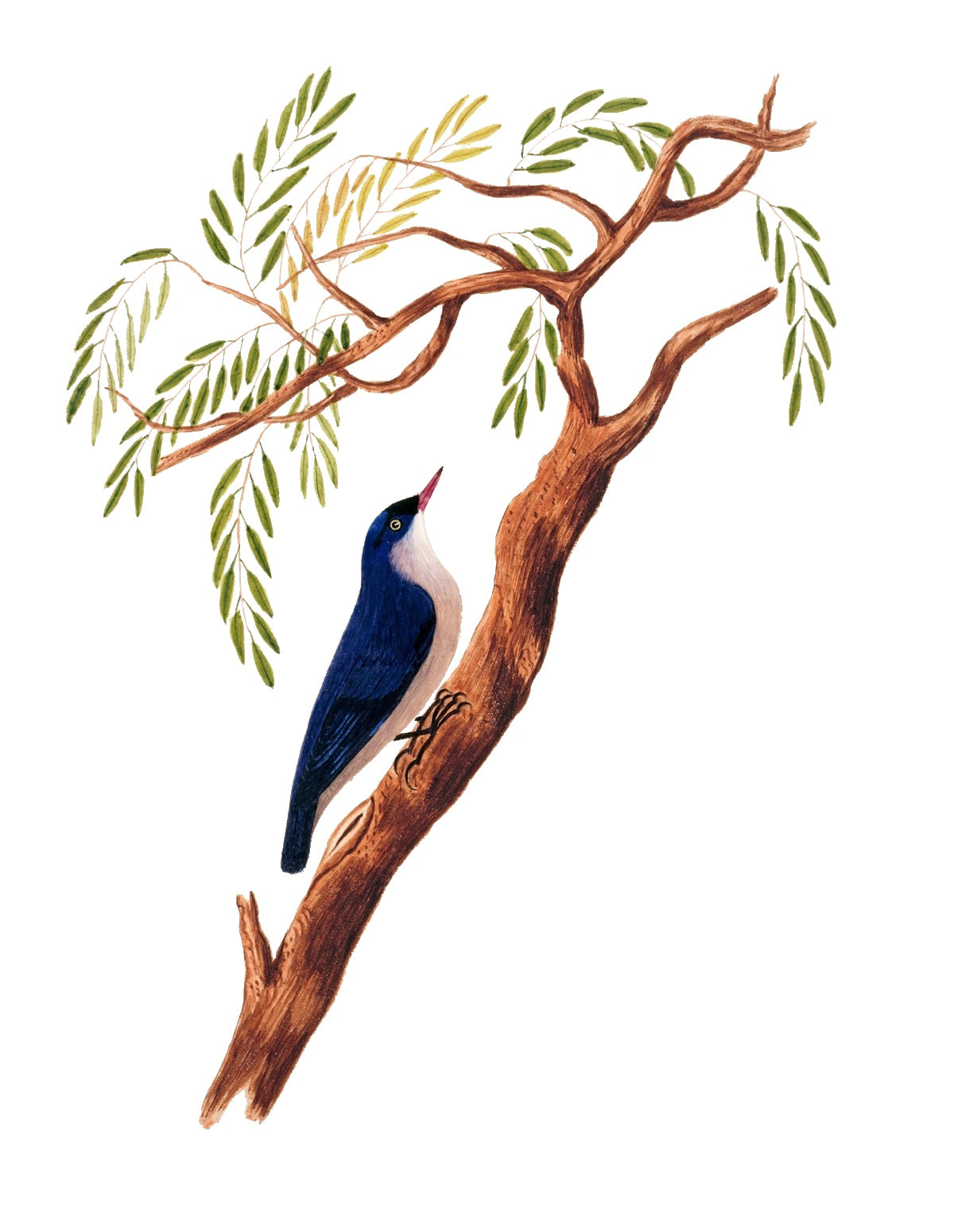 BIRDS OF INDIA 24