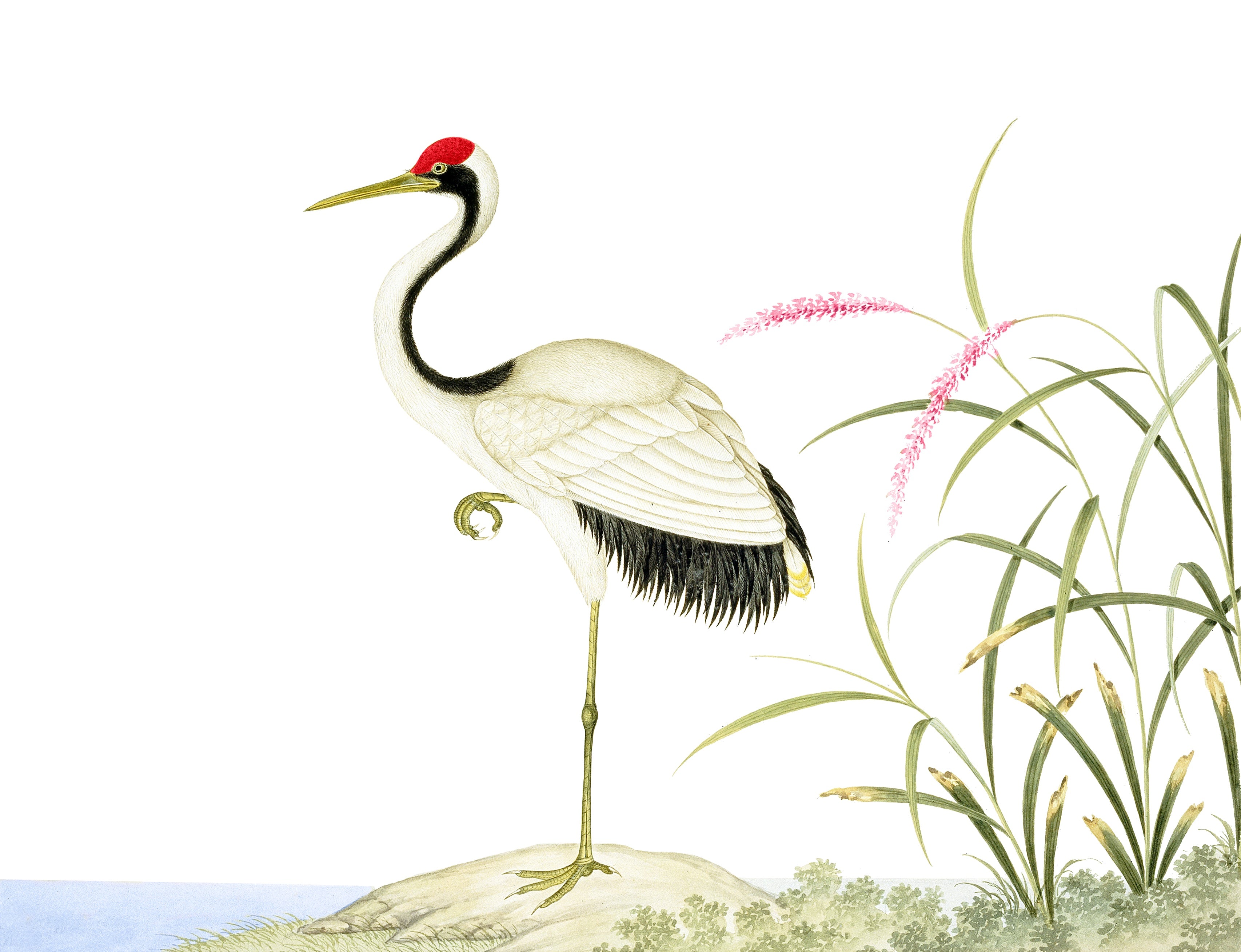 CHINESE BIRD 14