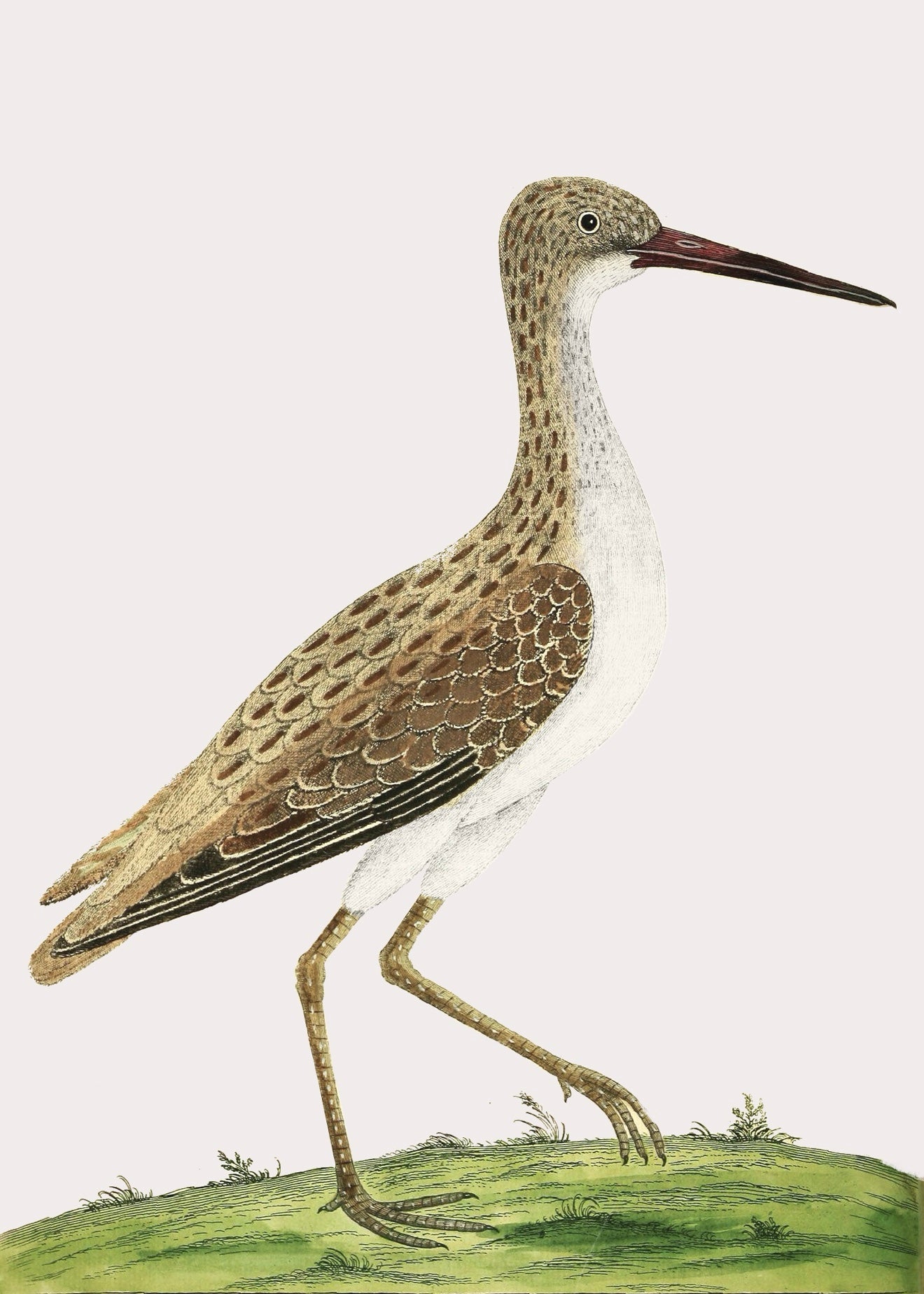 AQUATIC BIRD 6