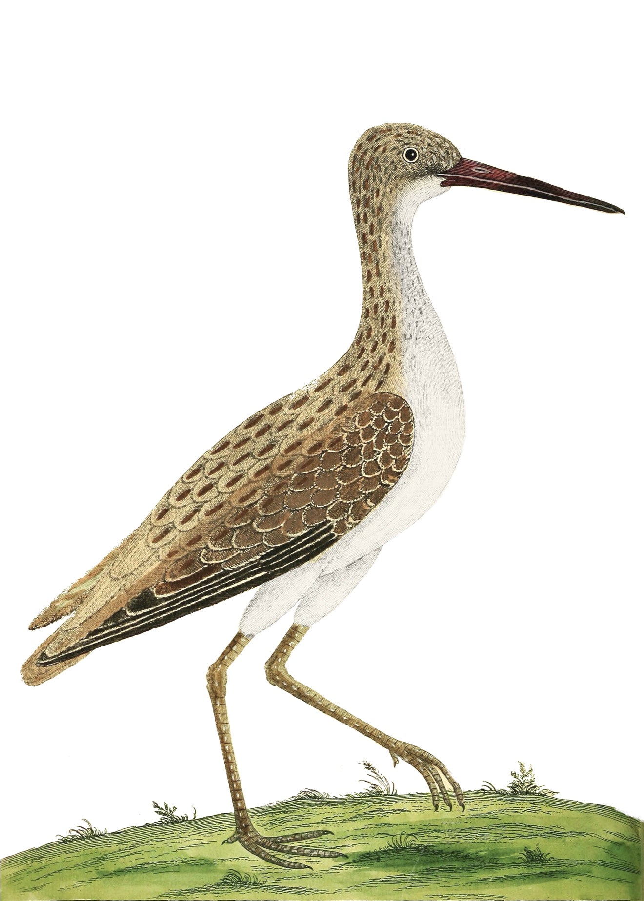 AQUATIC BIRD 6