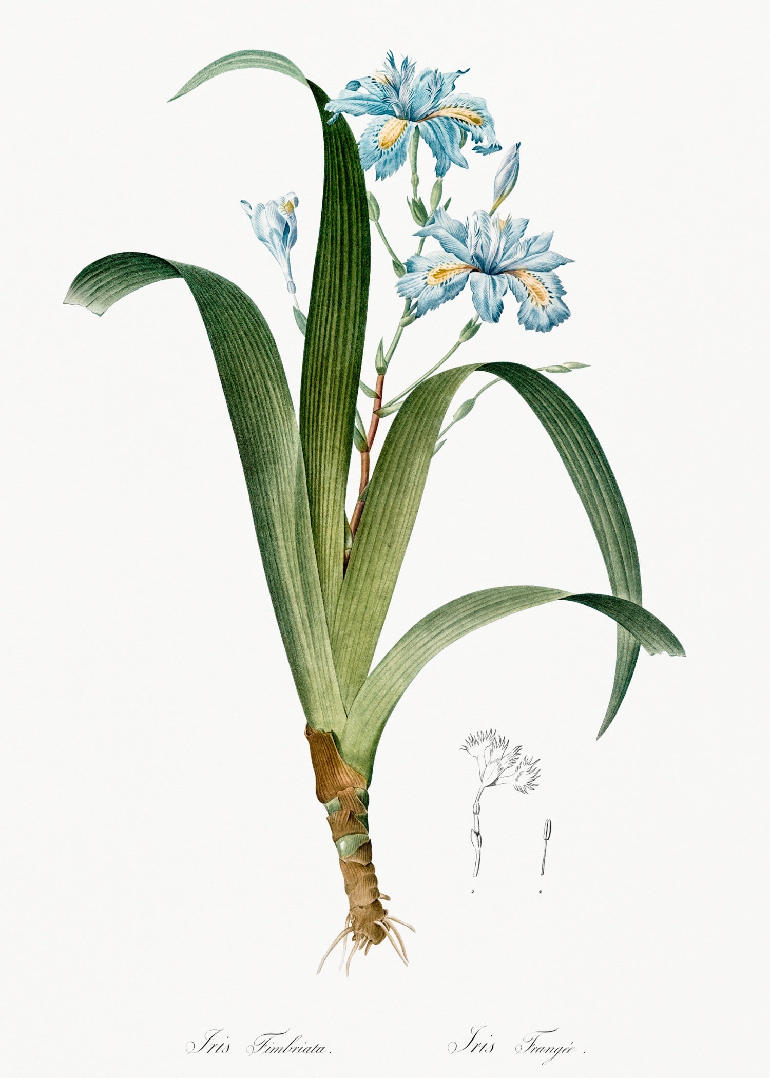 Pierre-Joseph Redouté 59