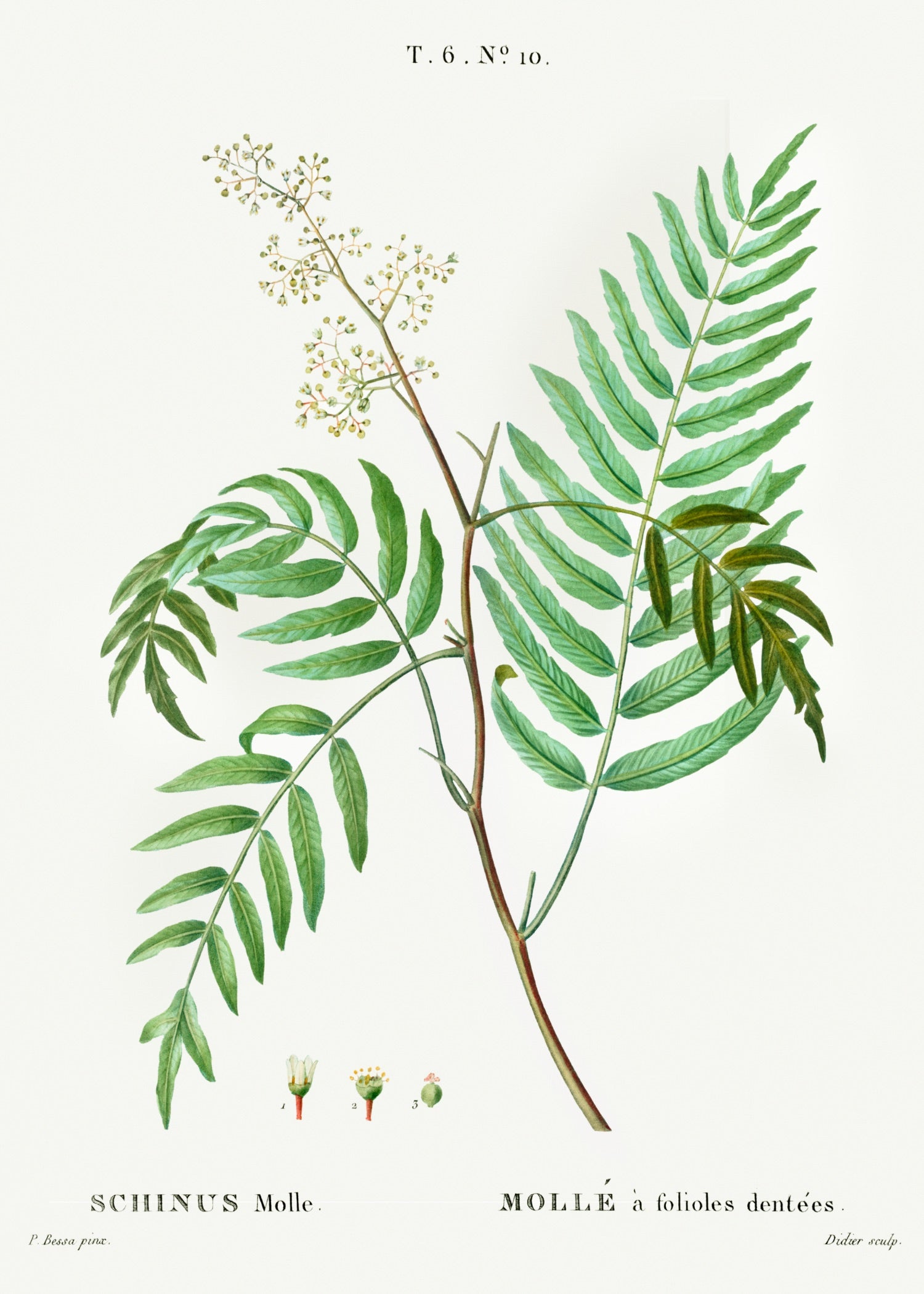 Pierre-Joseph Redouté 81