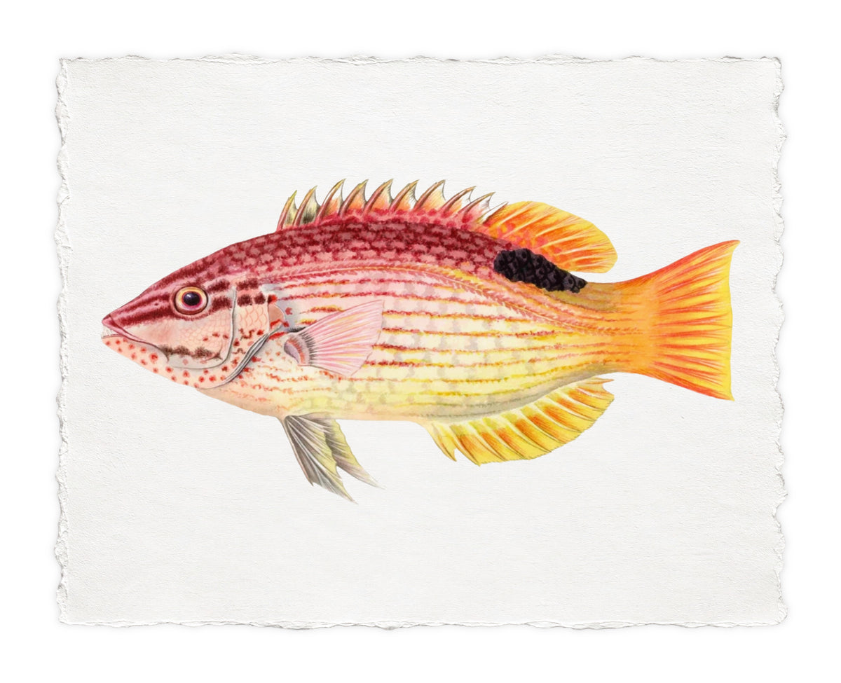 POLYNESIAN FISH 10