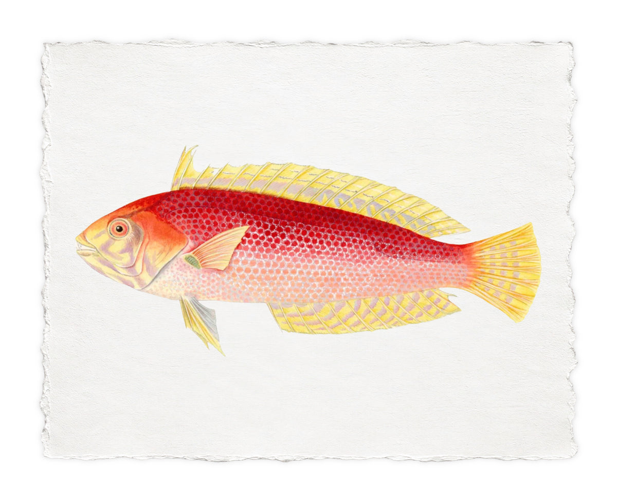 POLYNESIAN FISH 15