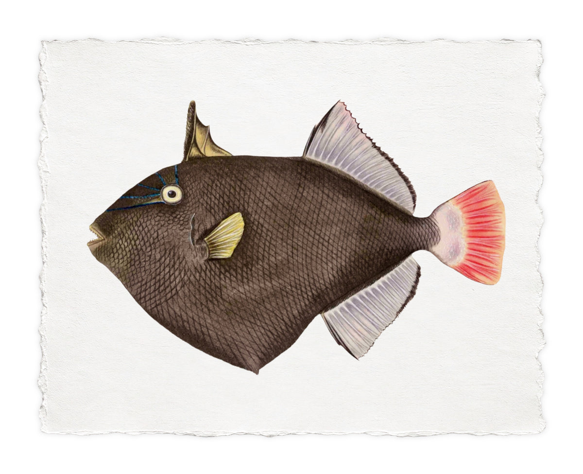 POLYNESIAN FISH 16
