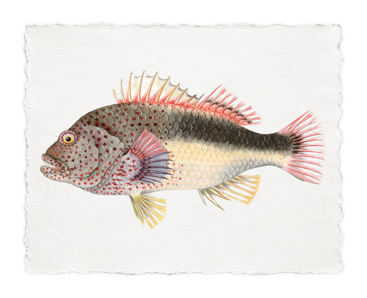 POLYNESIAN FISH 20