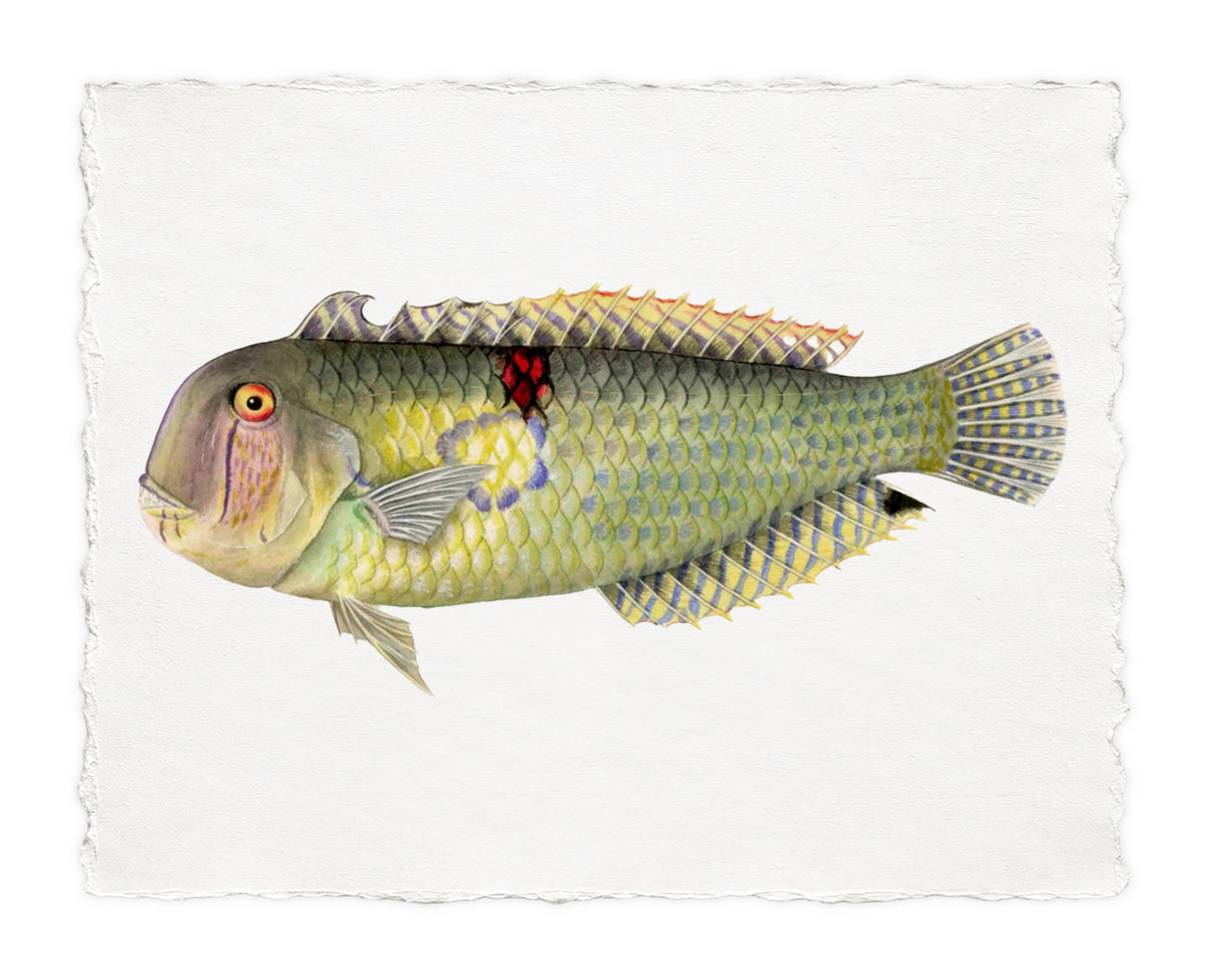 POLYNESIAN FISH 21