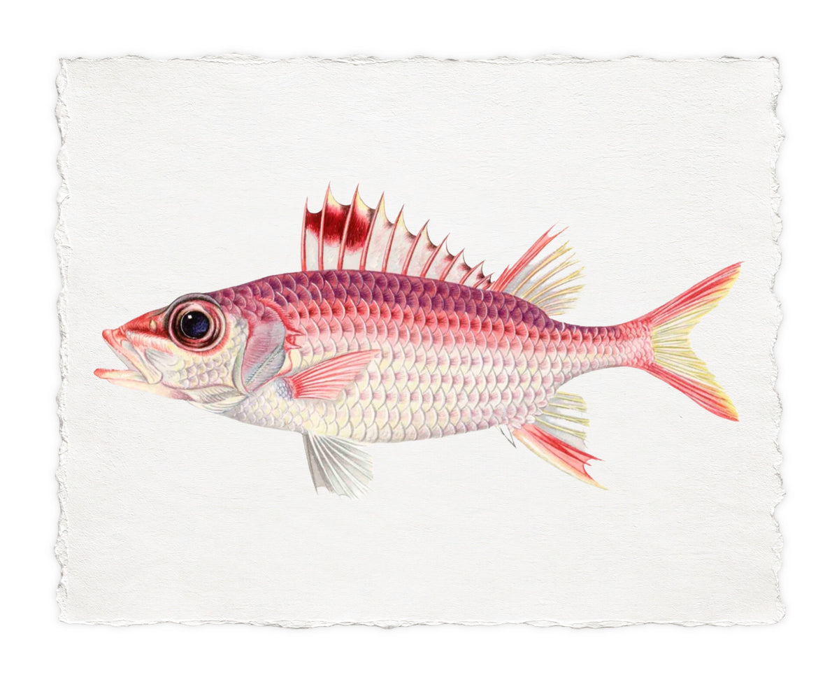 POLYNESIAN FISH 23