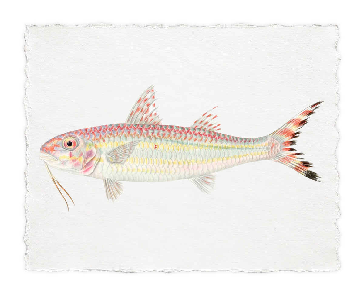 POLYNESIAN FISH 24