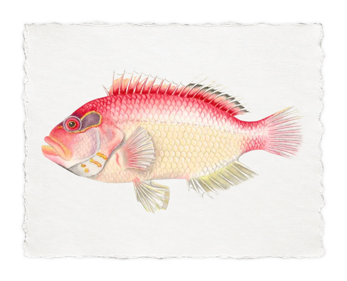 POLYNESIAN FISH 28