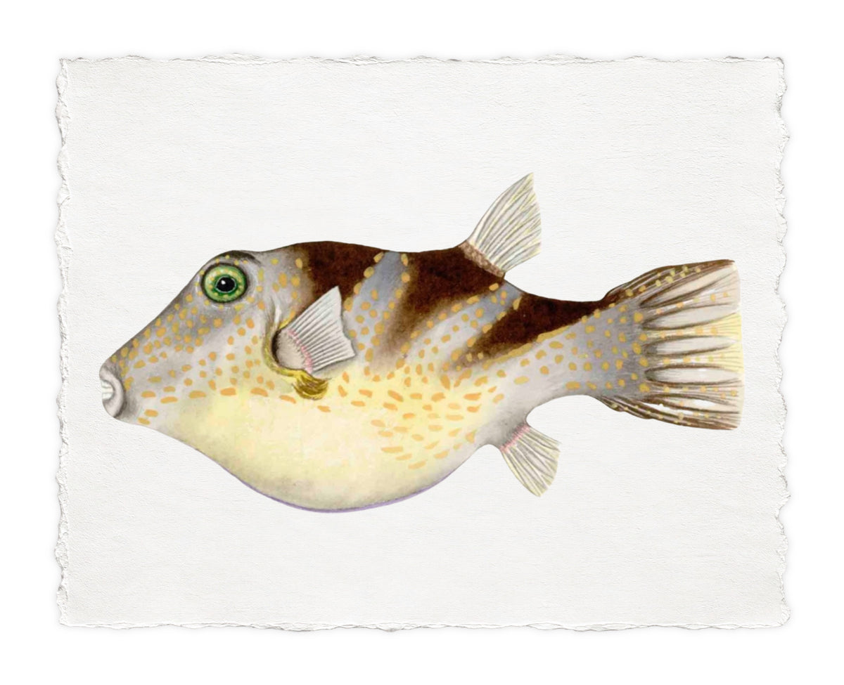 POLYNESIAN FISH 30