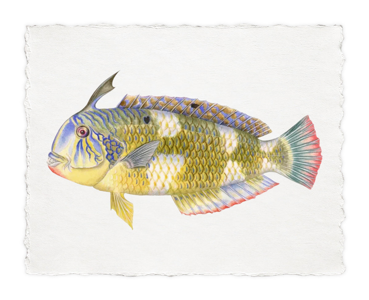POLYNESIAN FISH 37