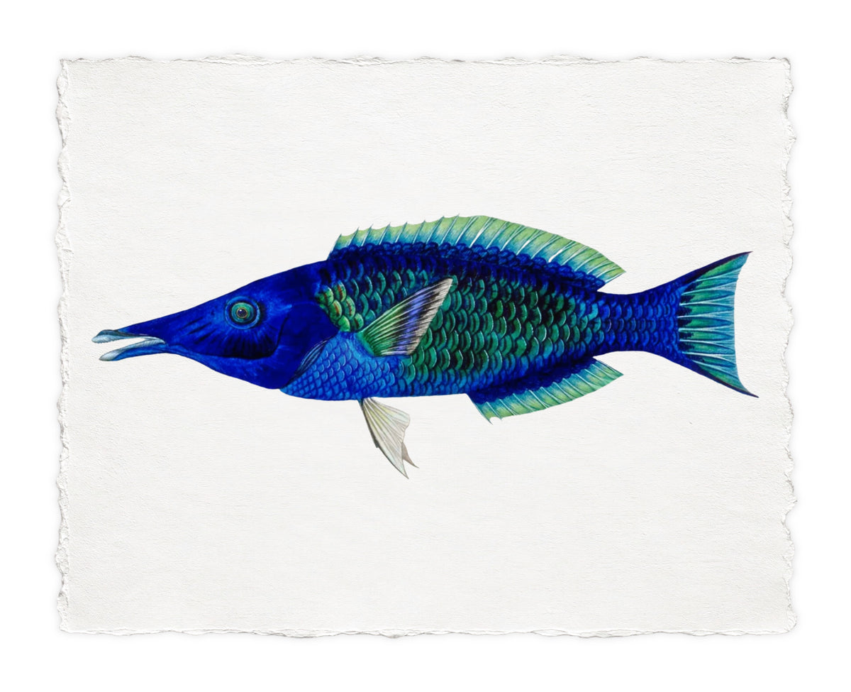 POLYNESIAN FISH 38