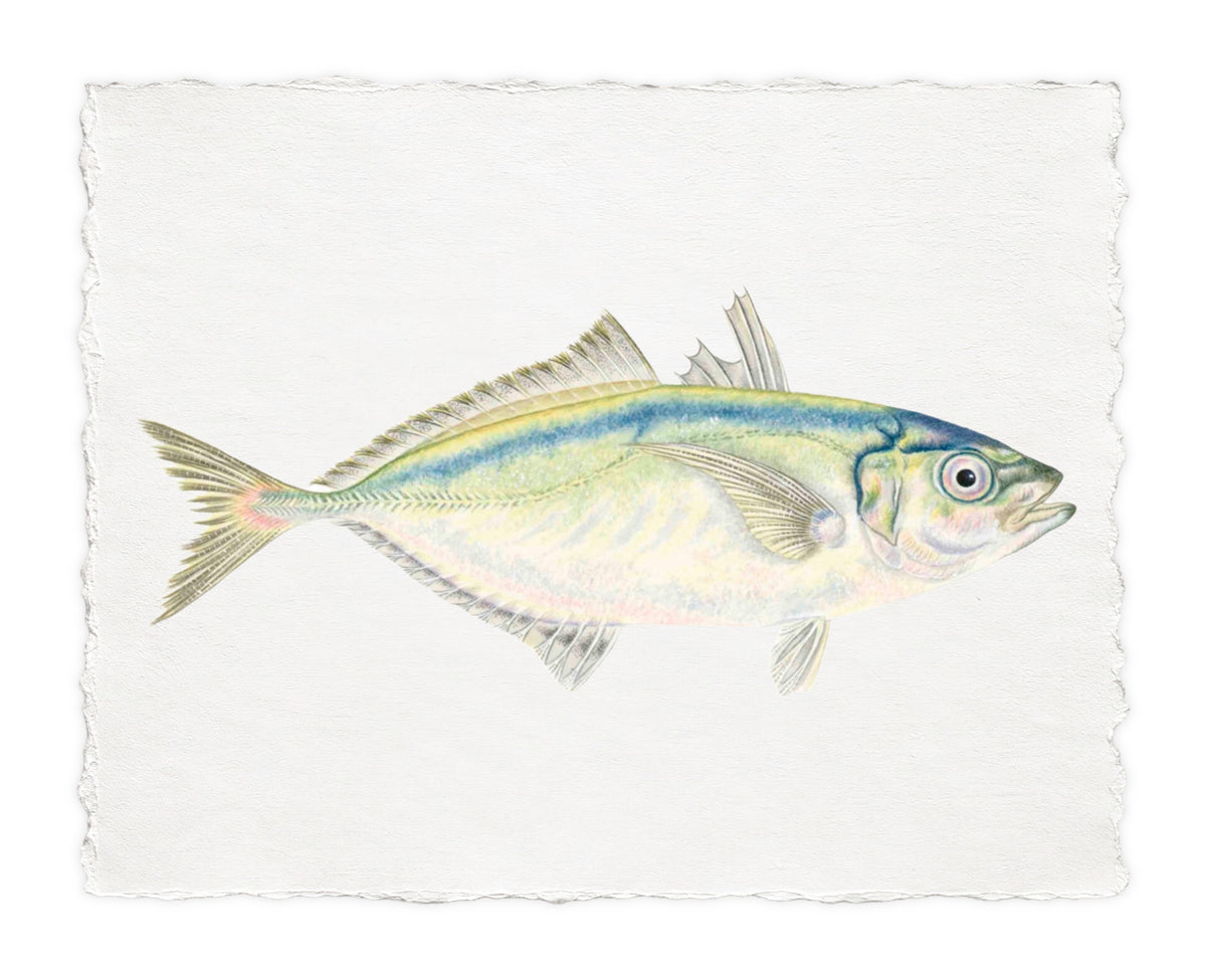POLYNESIAN FISH 40