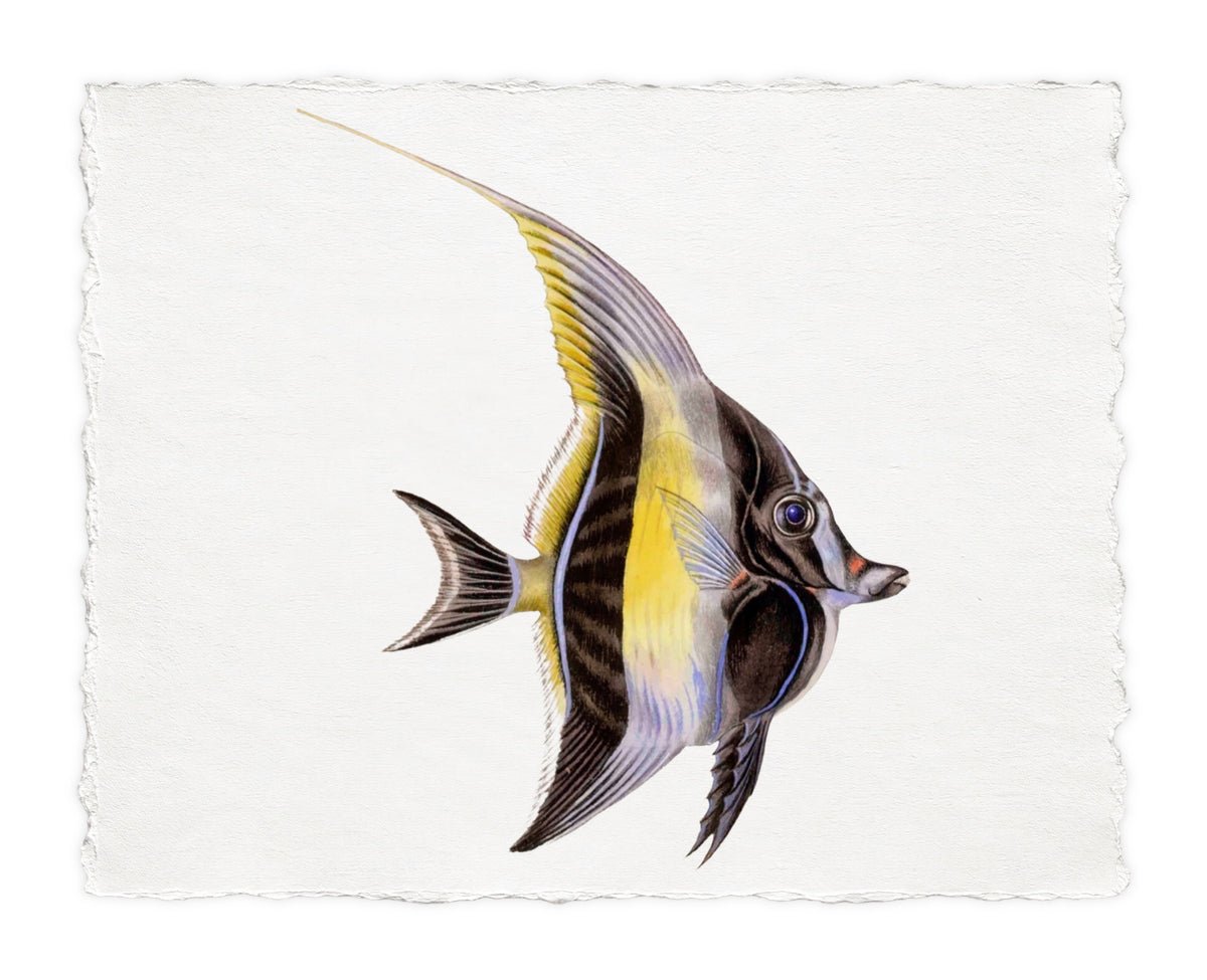 POLYNESIAN FISH 6