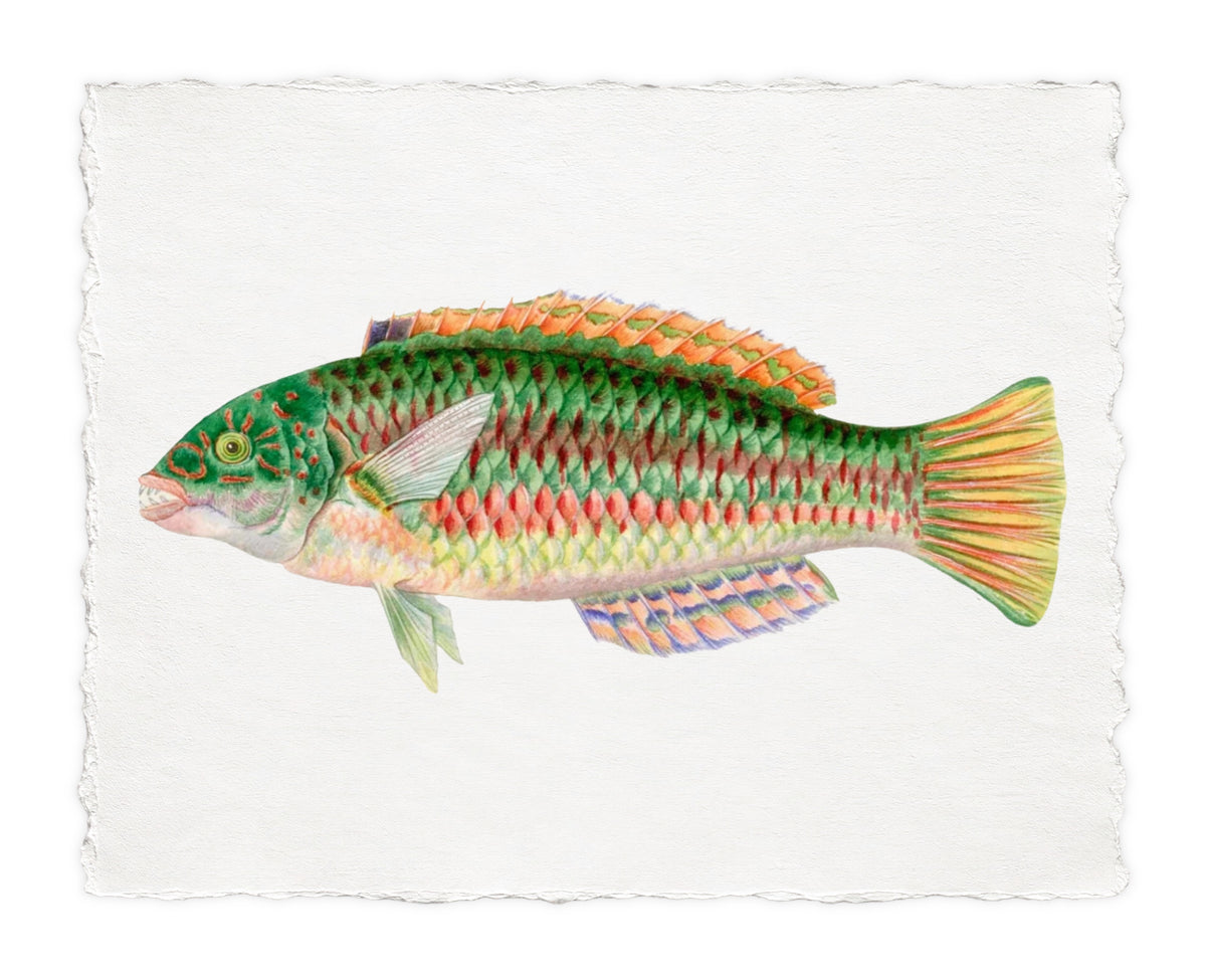 POLYNESIAN FISH 8
