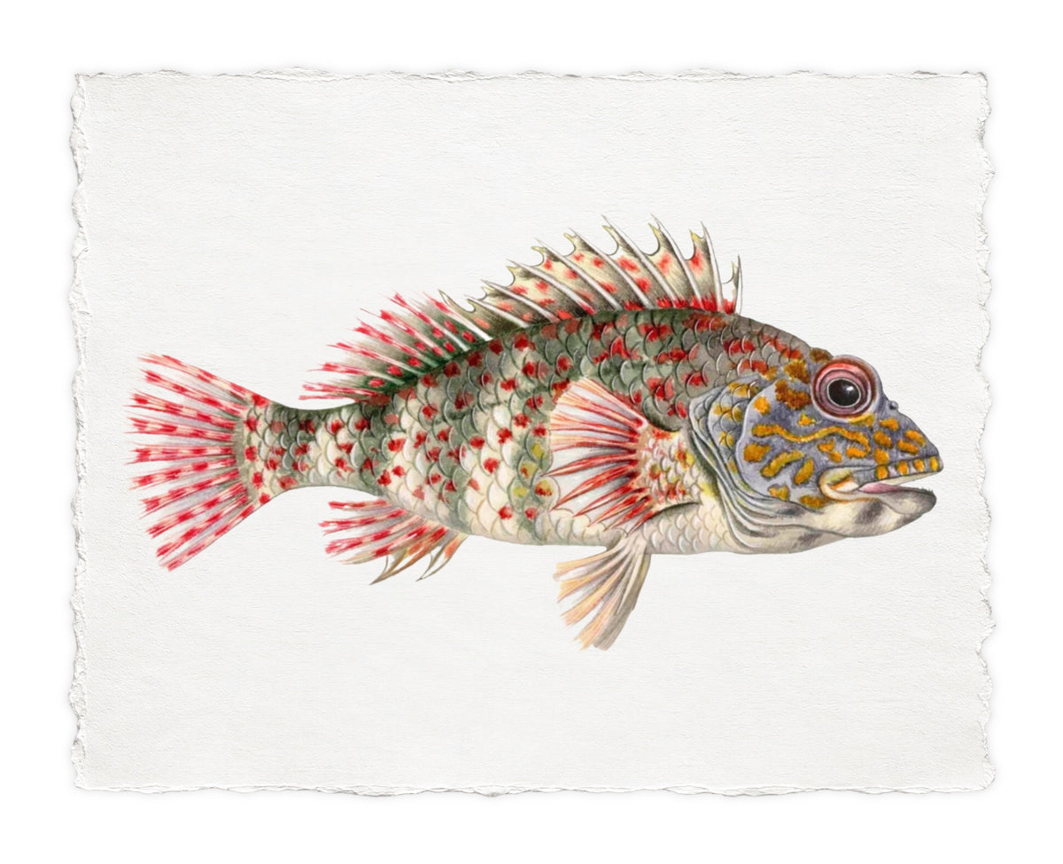 POLYNESIAN FISH 9