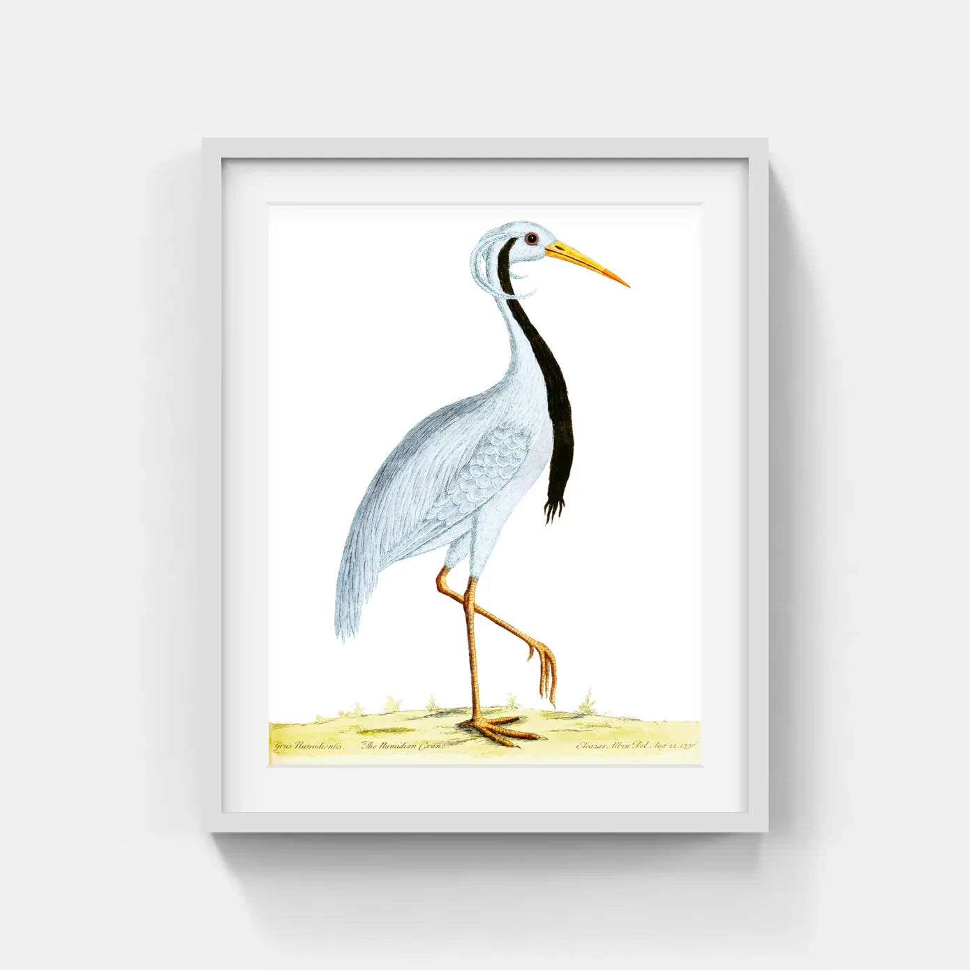 AQUATIC BIRDS