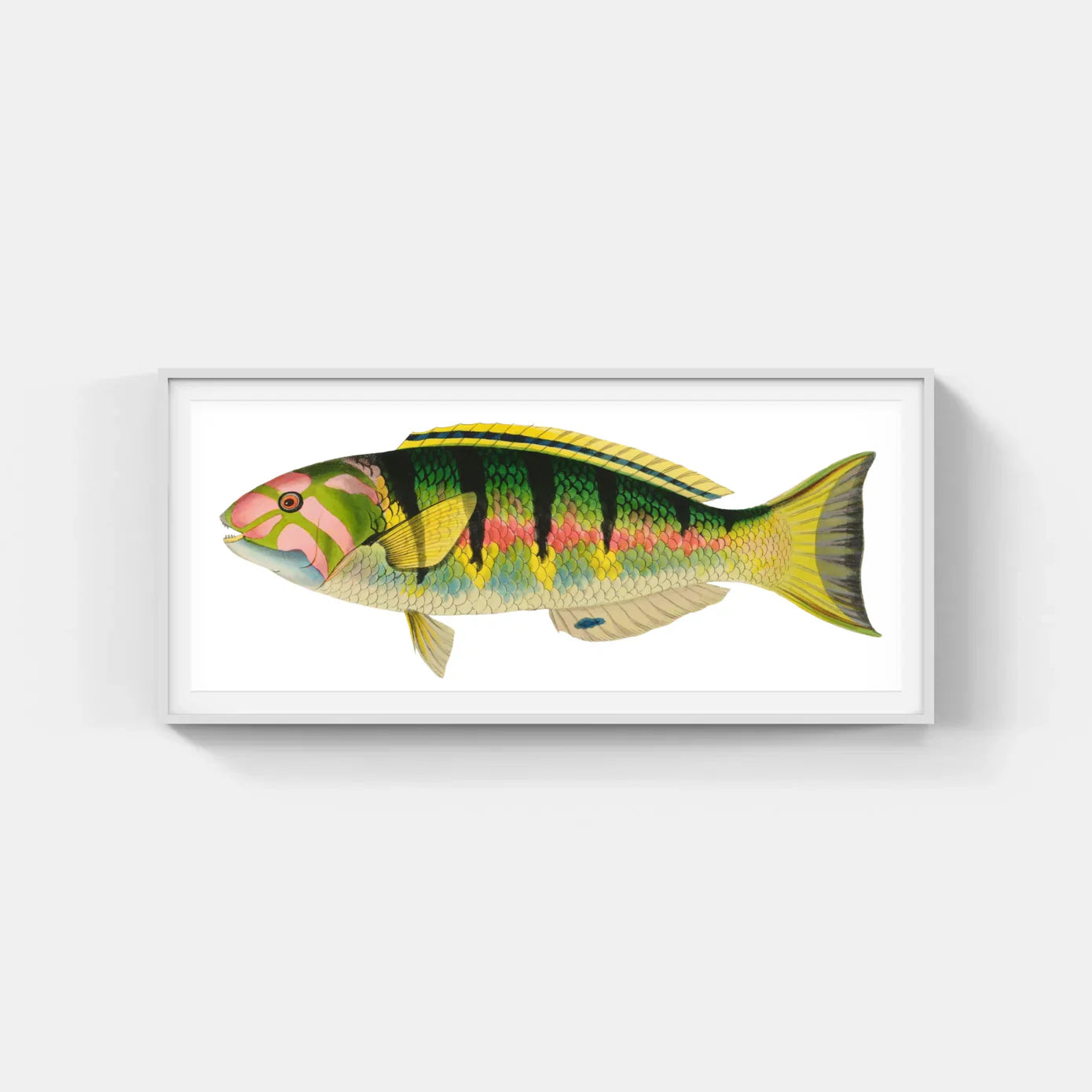 BENNETT FISH