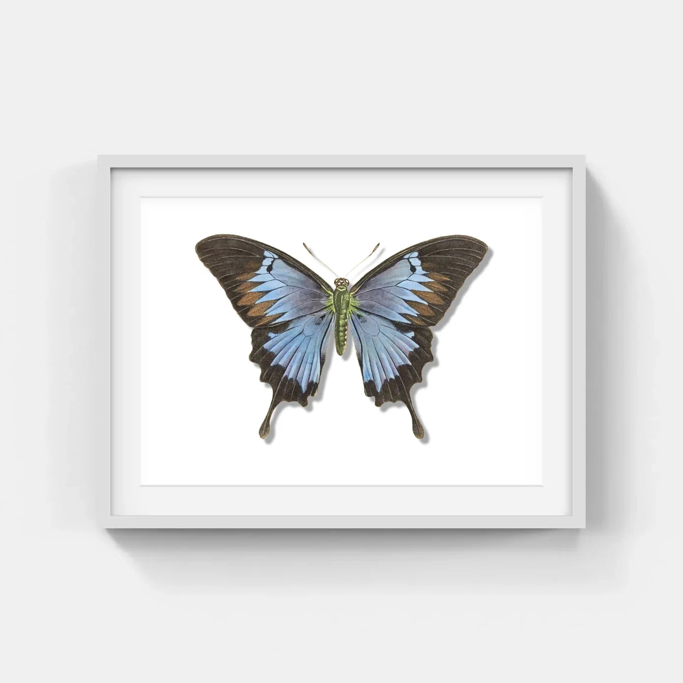 BUTTERFLIES