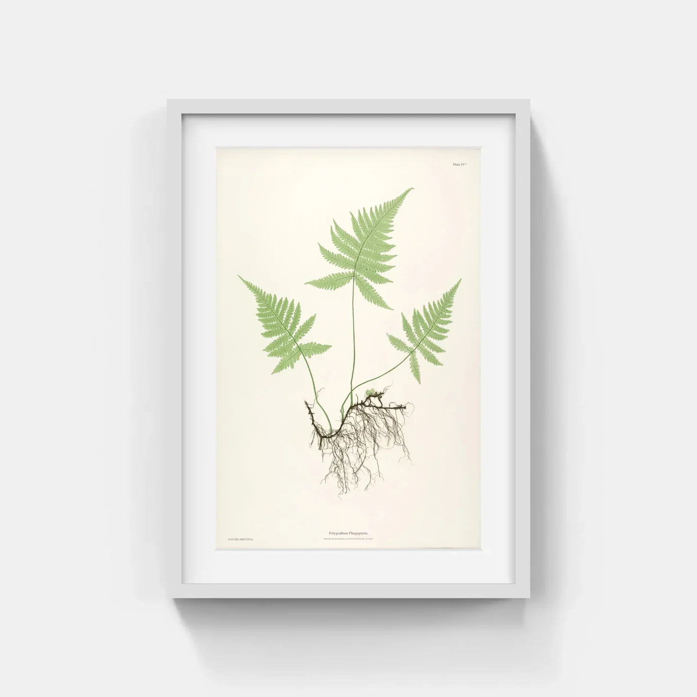 ENGLISH FERNS
