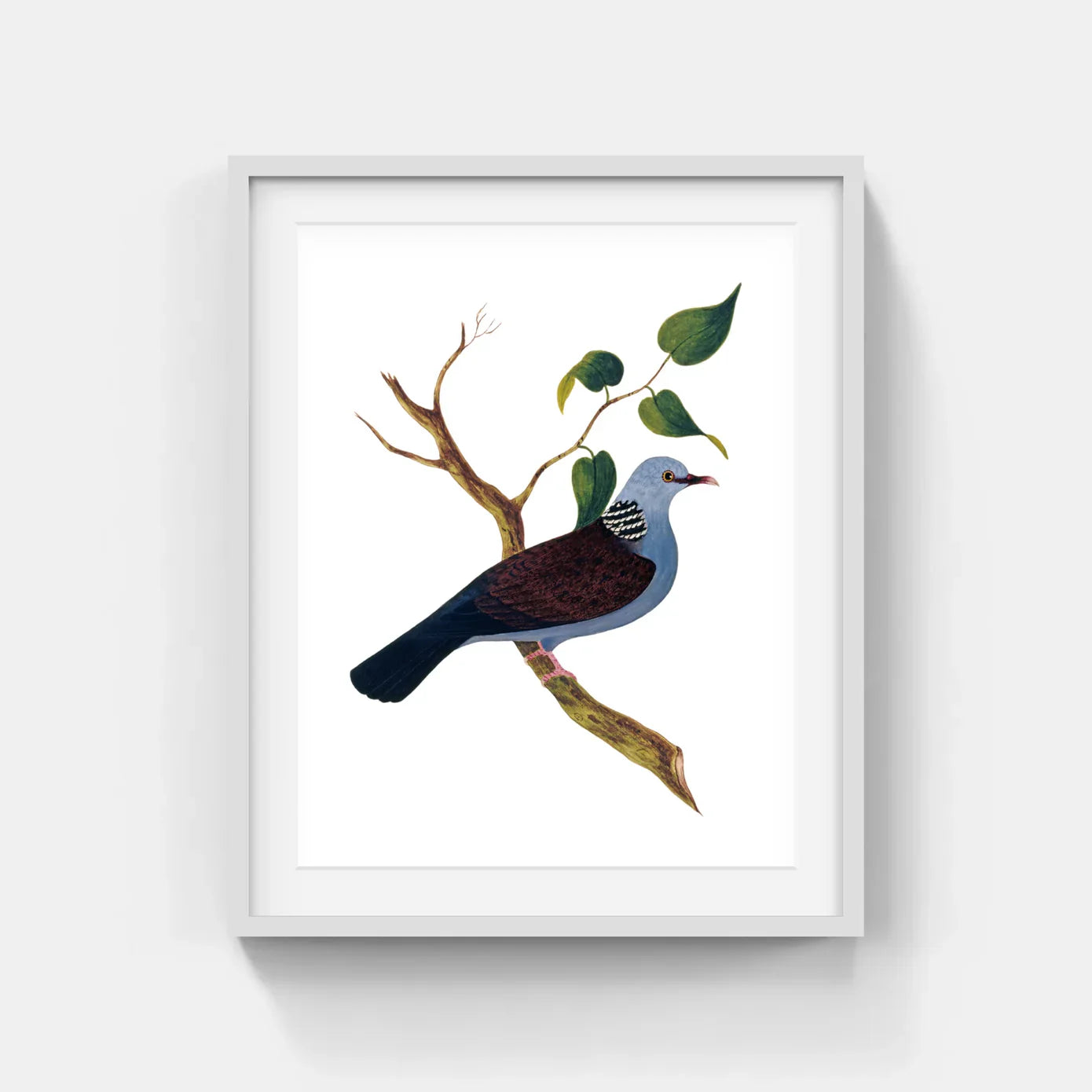 BIRDS OF INDIA