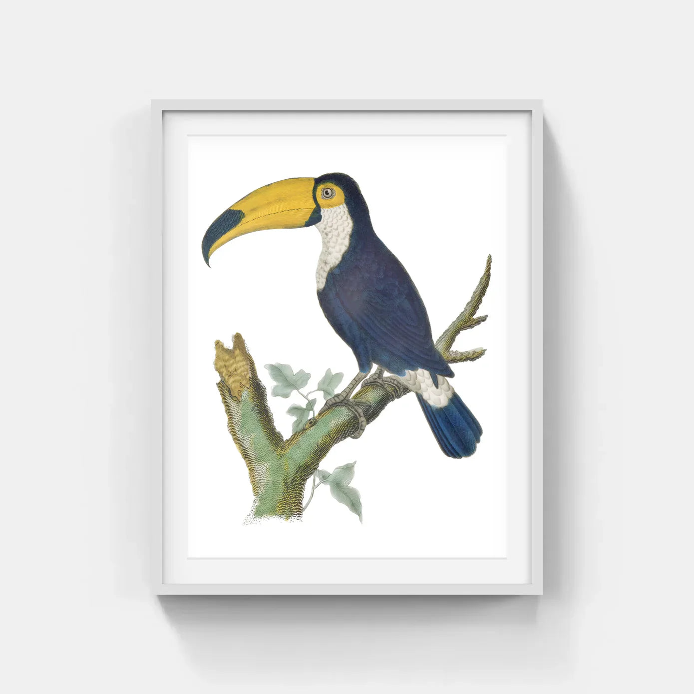 JACQUES BARRABAND BIRDS